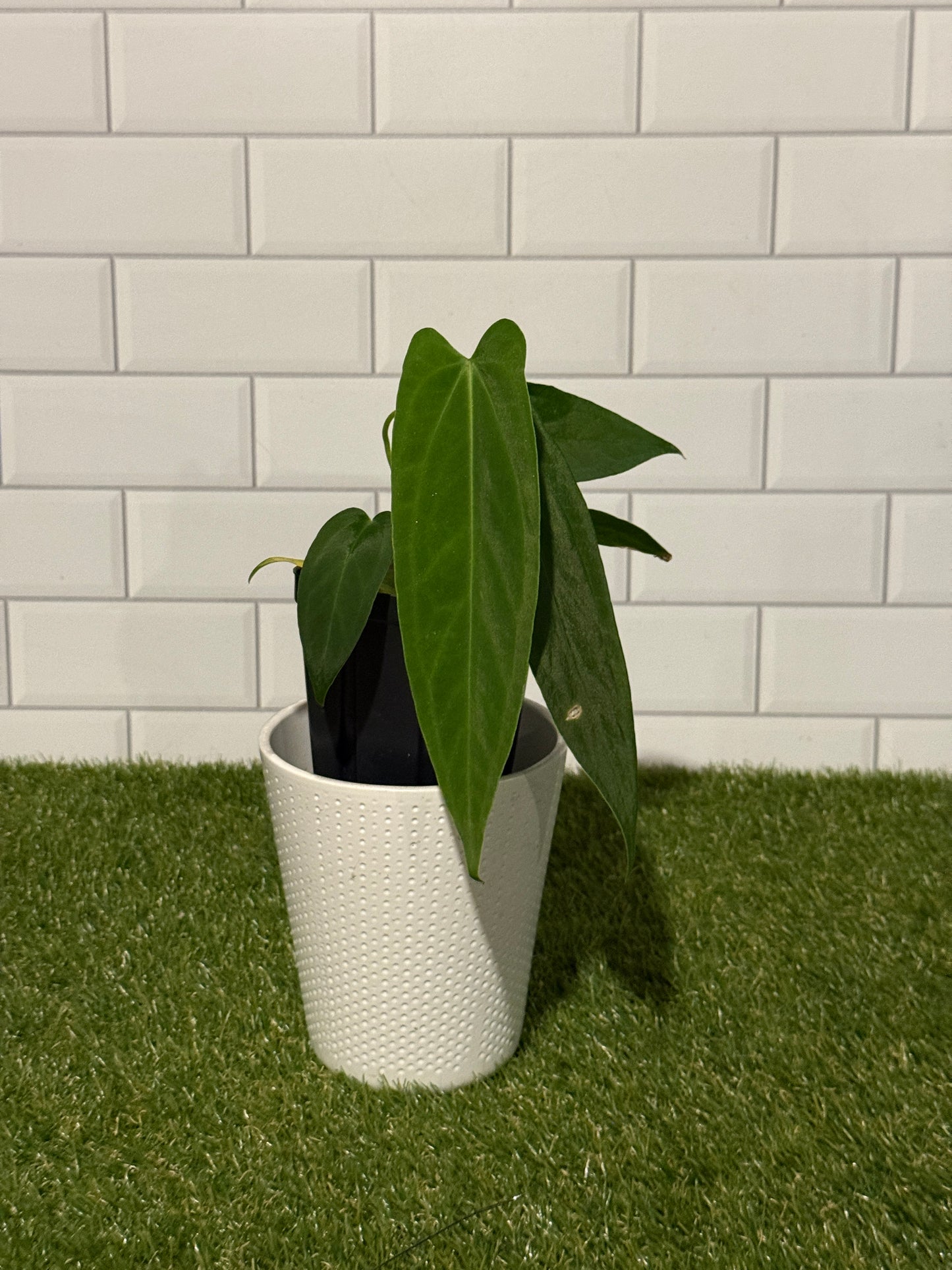 Anthurium warocqueanum x papillilaminum