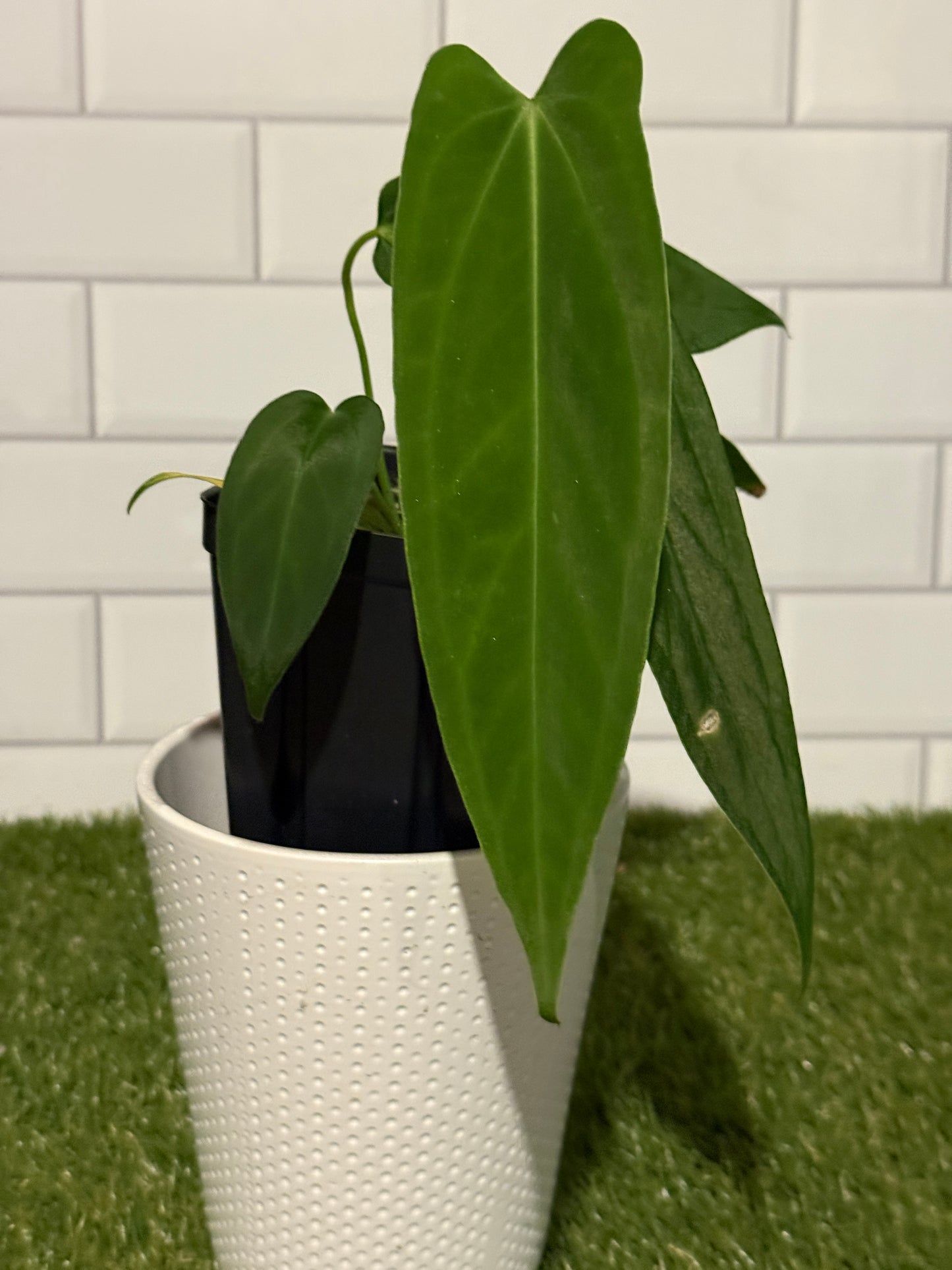 Anthurium warocqueanum x papillilaminum