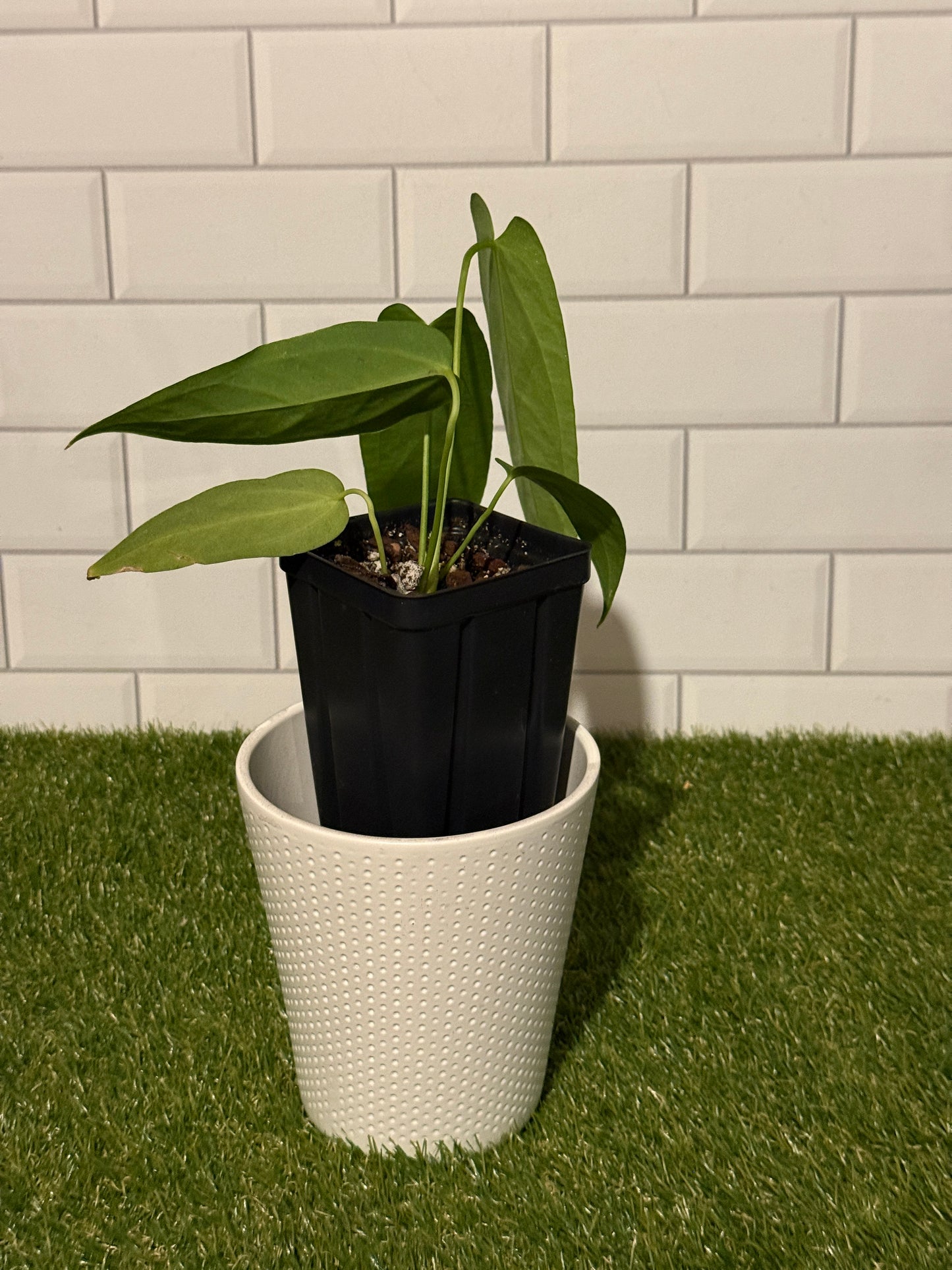 Anthurium warocqueanum x papillilaminum