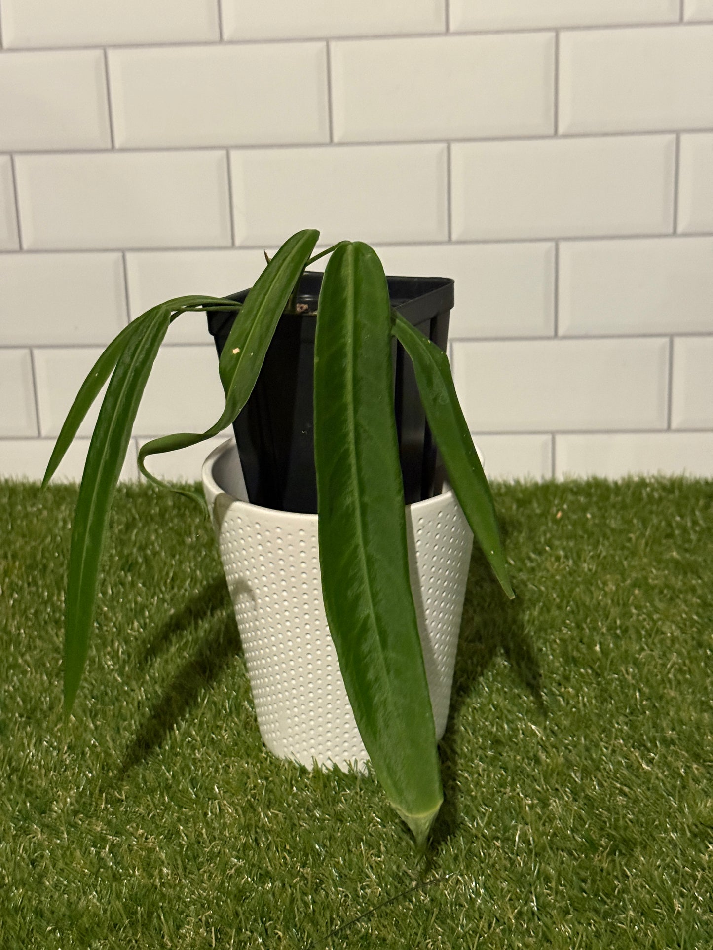 Anthurium pallidiflorum