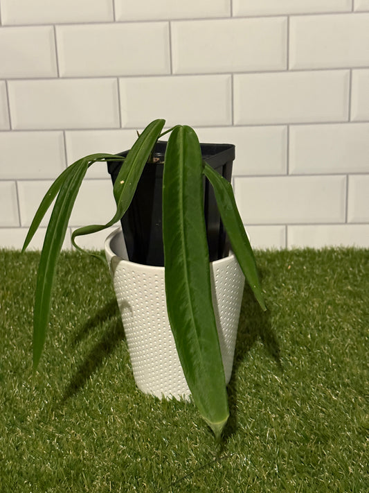 Anthurium pallidiflorum
