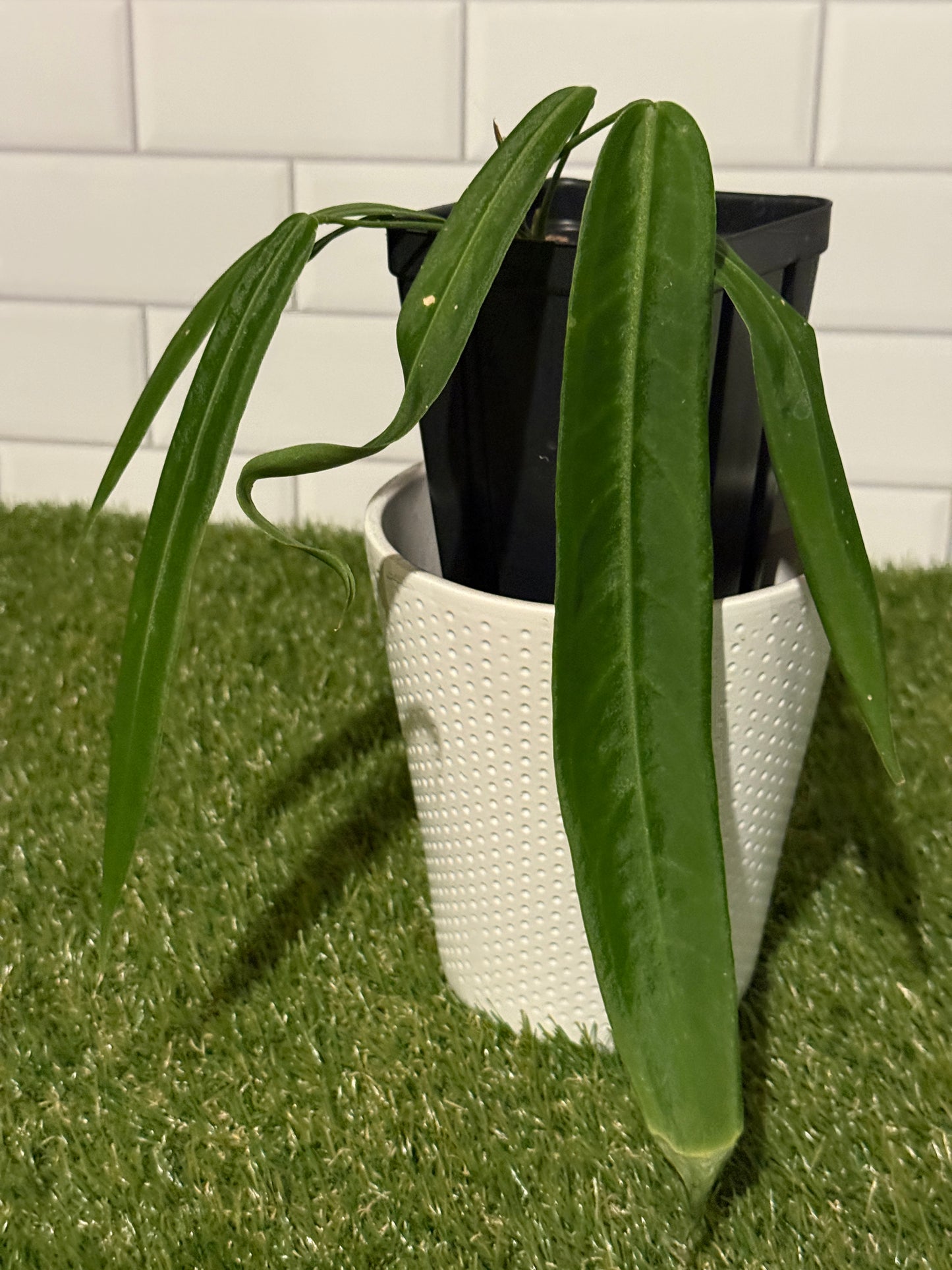 Anthurium pallidiflorum
