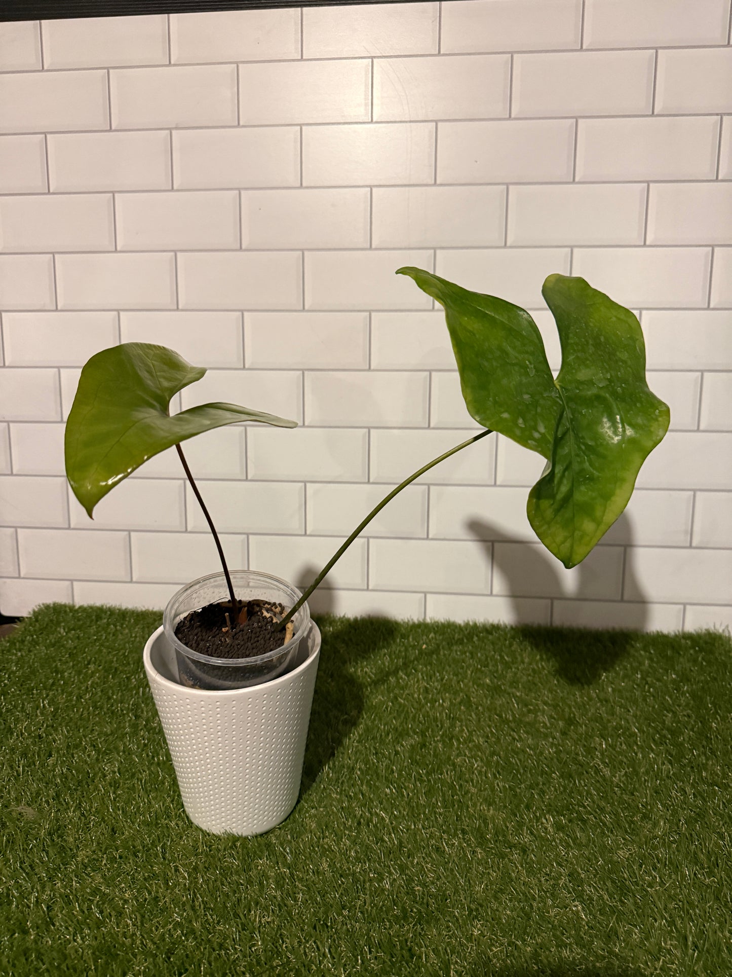 Anthurium diabloense