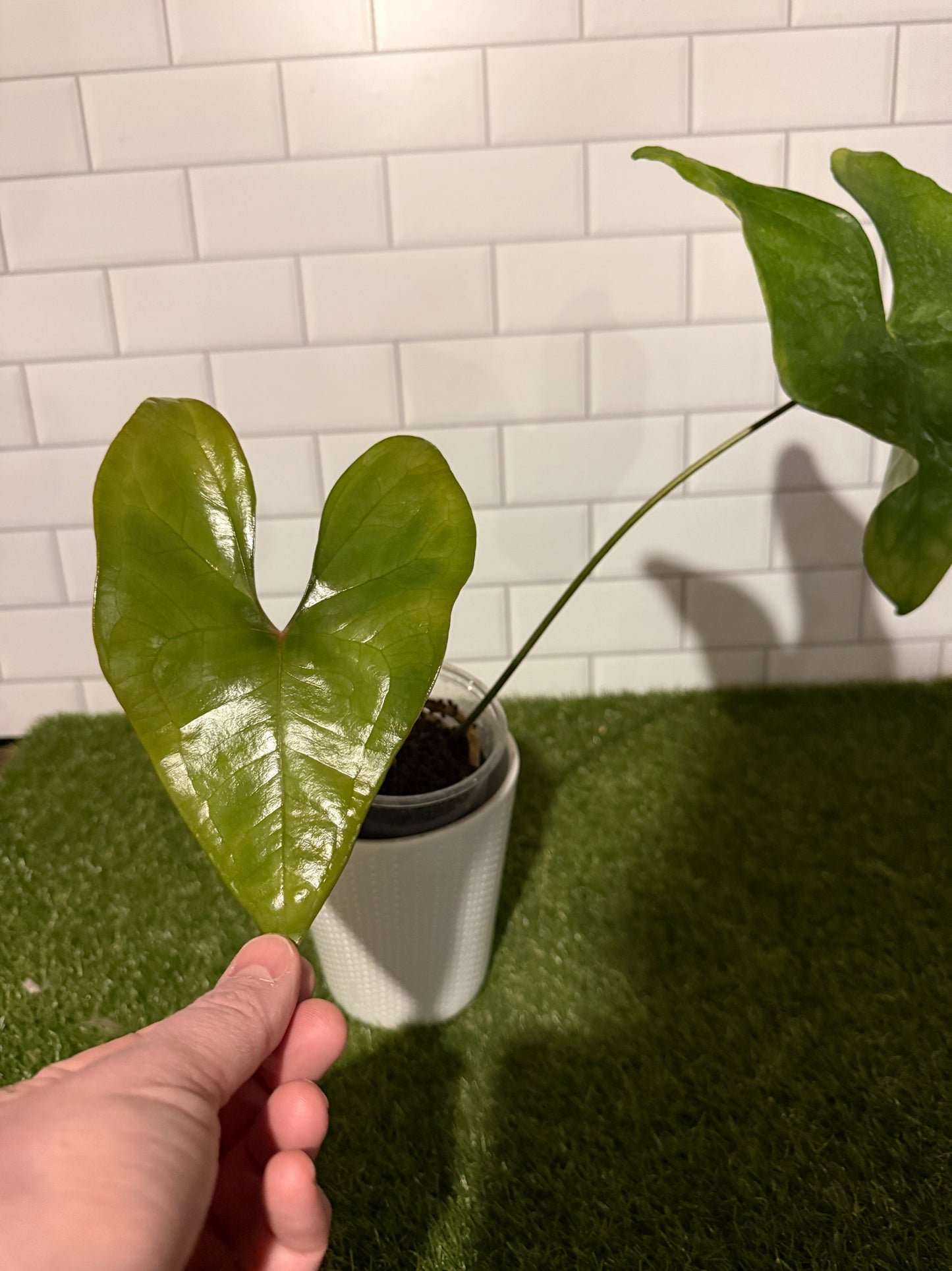 Anthurium diabloense