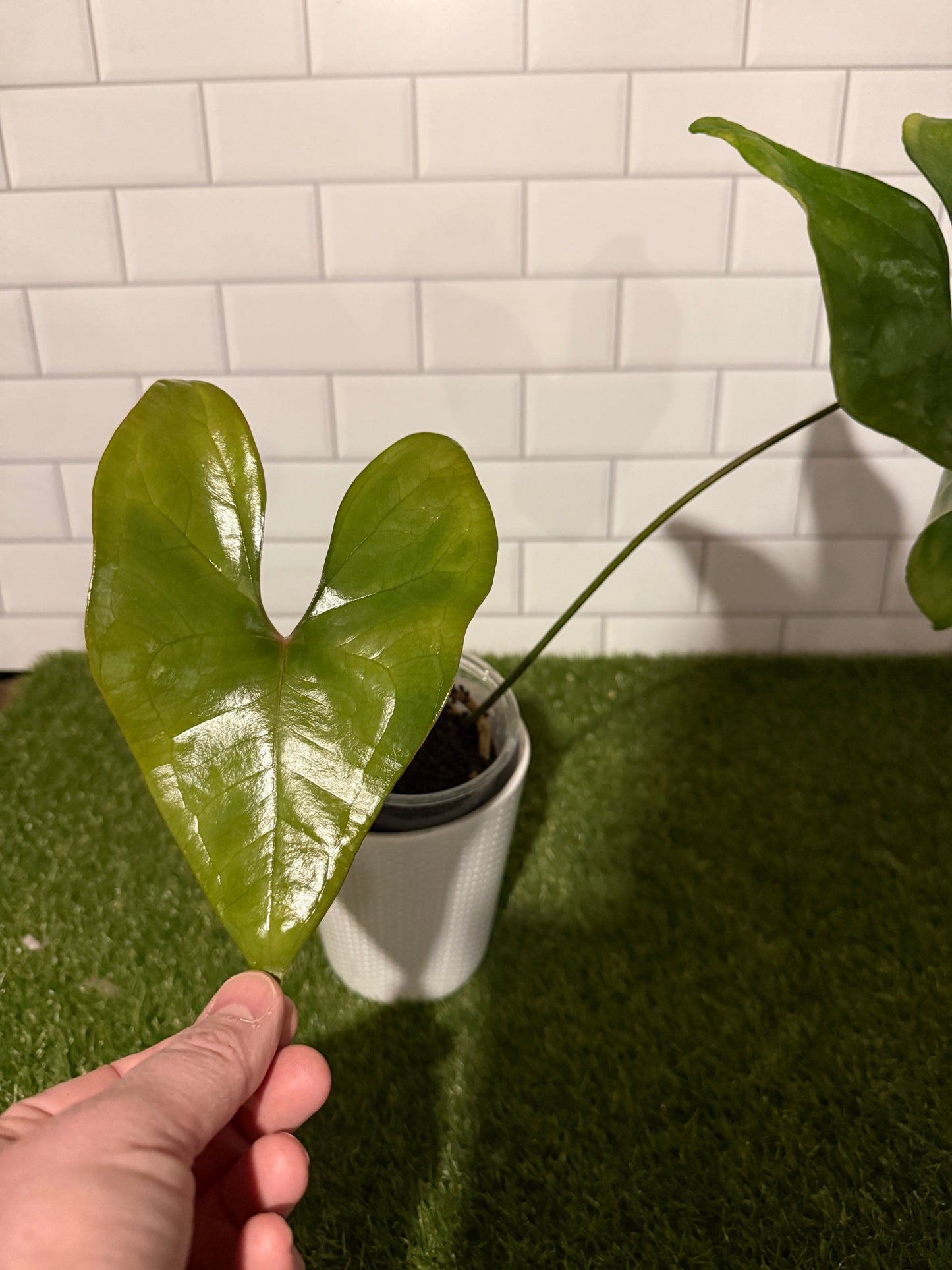Anthurium diabloense