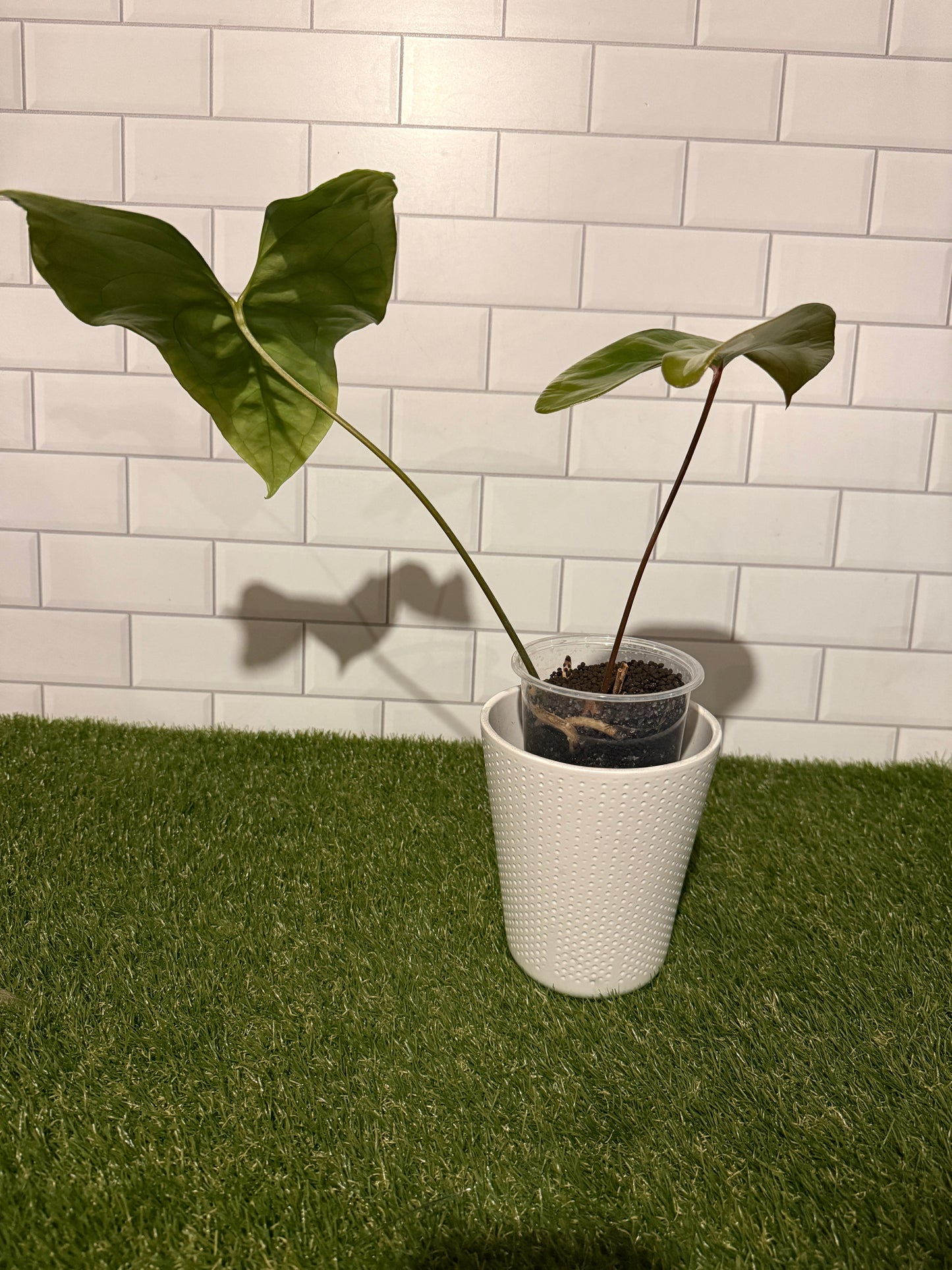 Anthurium diabloense