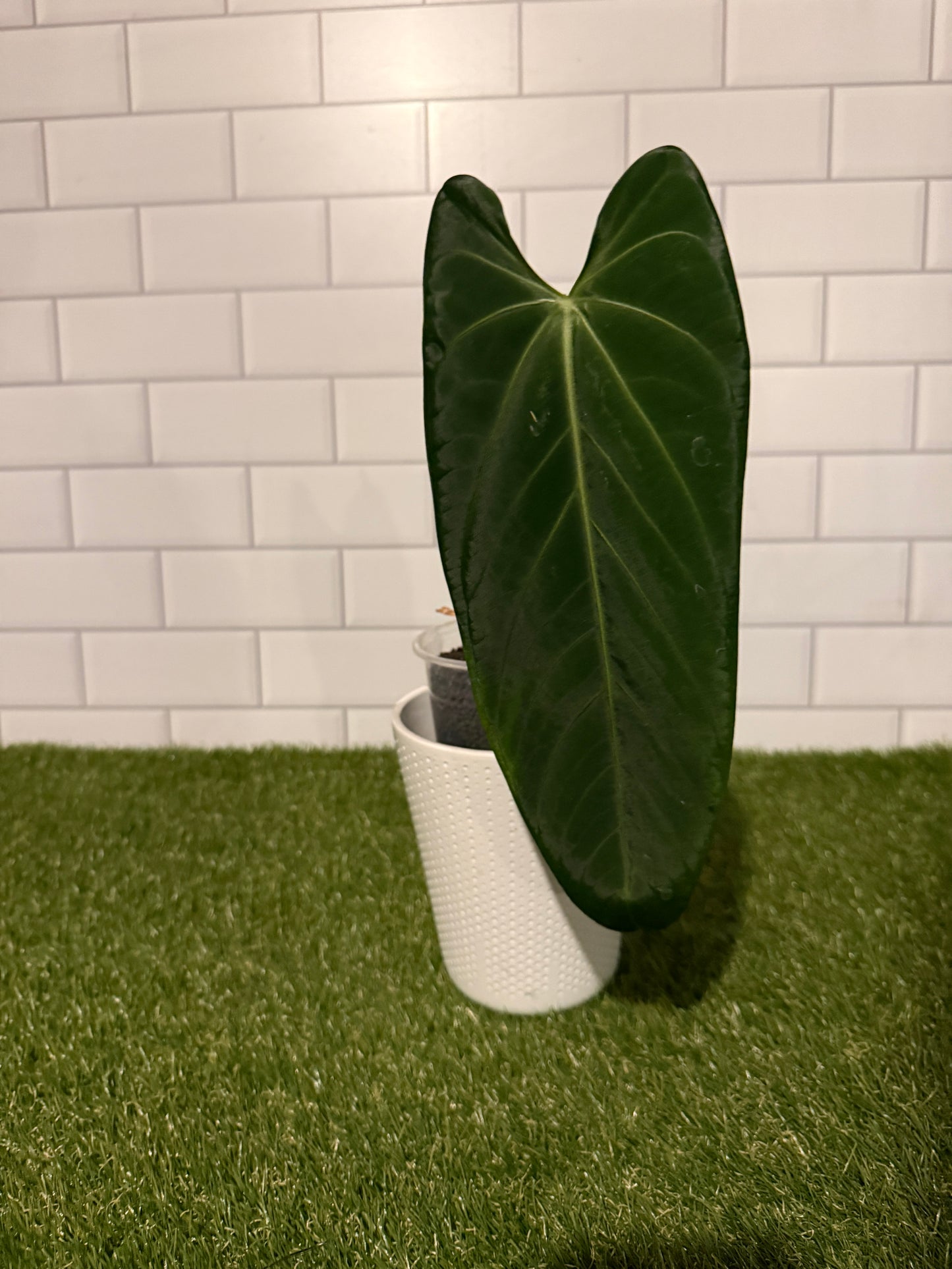 Anthurium cf cirinoi