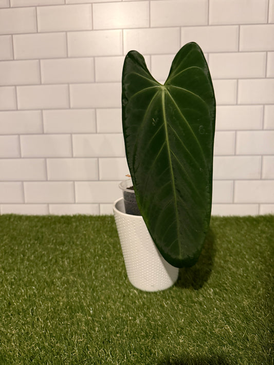 Anthurium cf cirinoi
