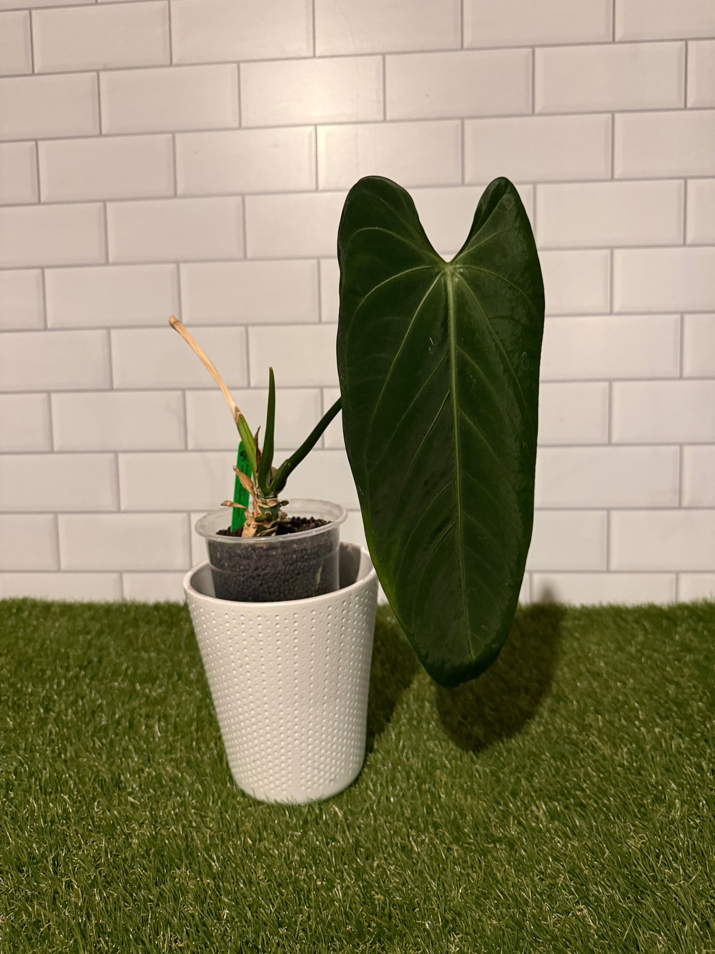 Anthurium cf cirinoi