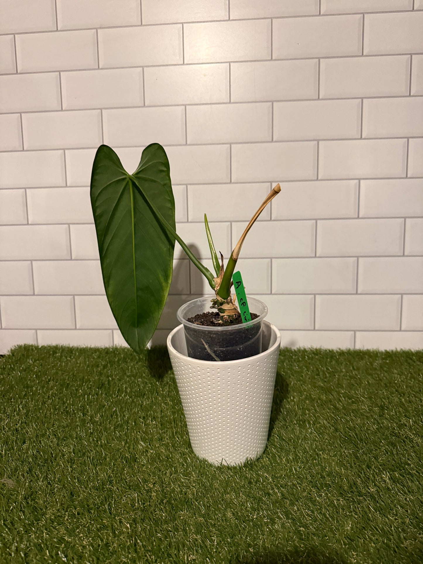 Anthurium cf cirinoi
