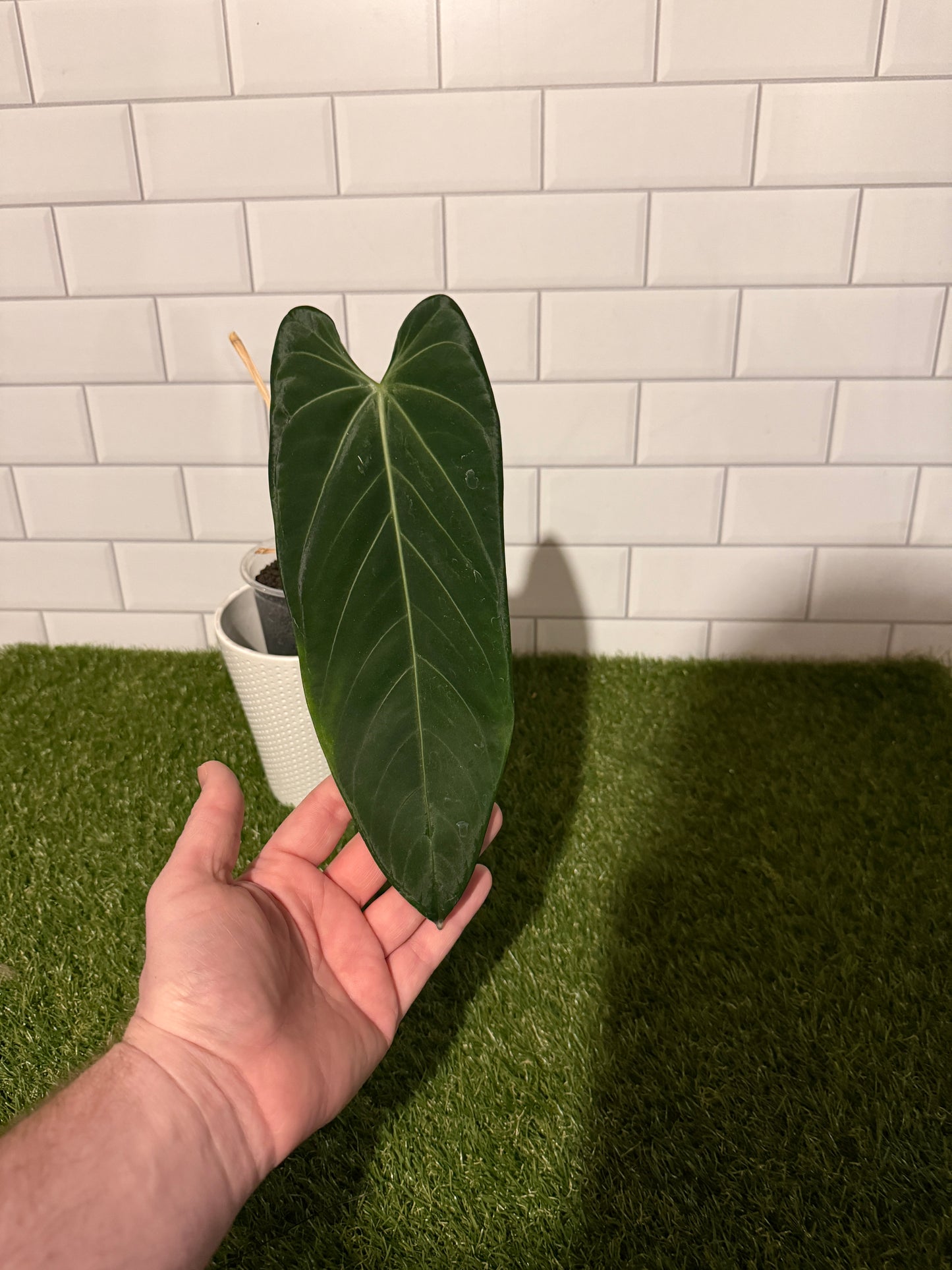 Anthurium cf cirinoi