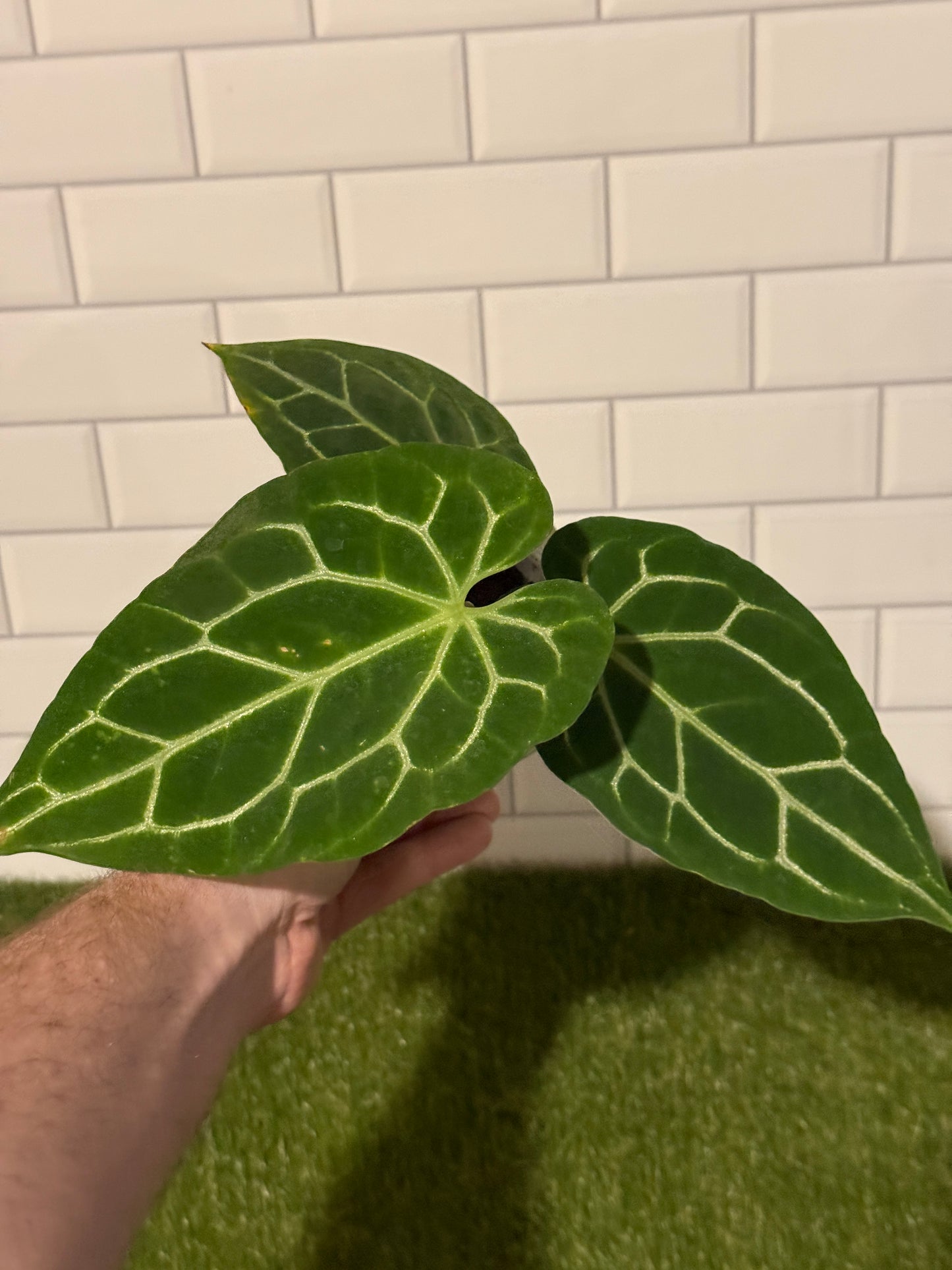 Anthurium crystallinum Chocolate