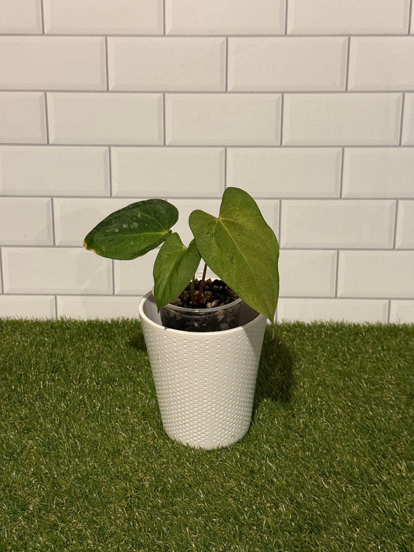 Anthurium Variegated papillilaminum X-one x Indo port DF