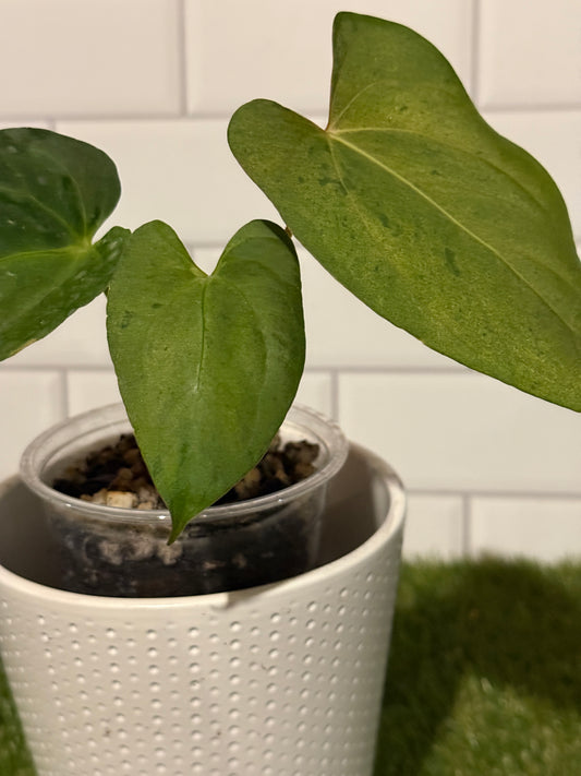 Anthurium Variegated papillilaminum X-one x Indo port DF