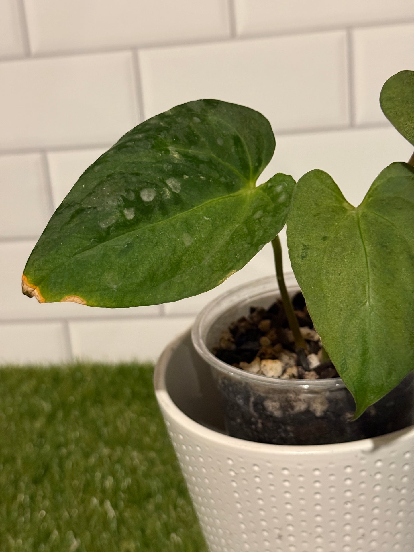 Anthurium Variegated papillilaminum X-one x Indo port DF