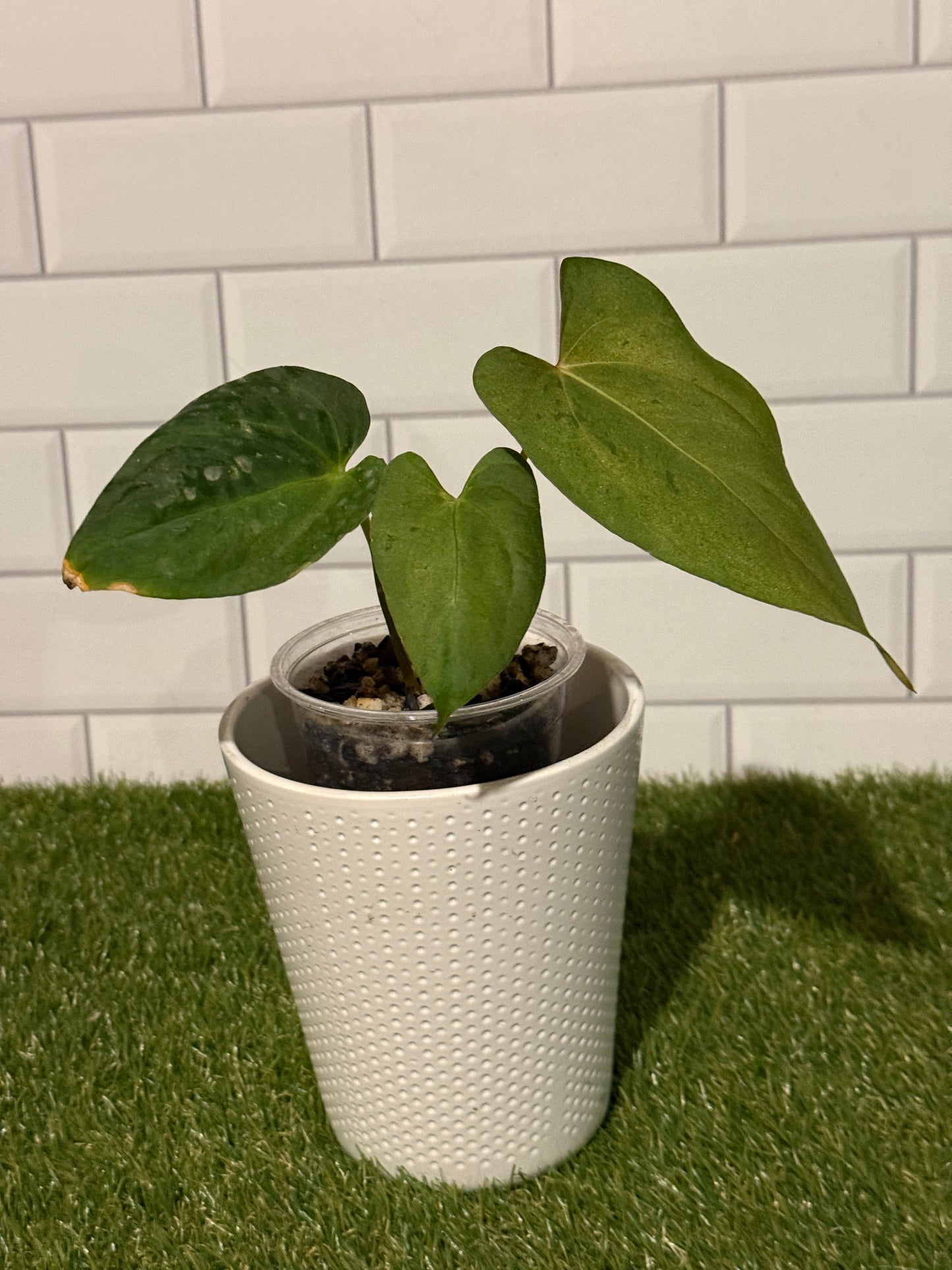 Anthurium Variegated papillilaminum X-one x Indo port DF