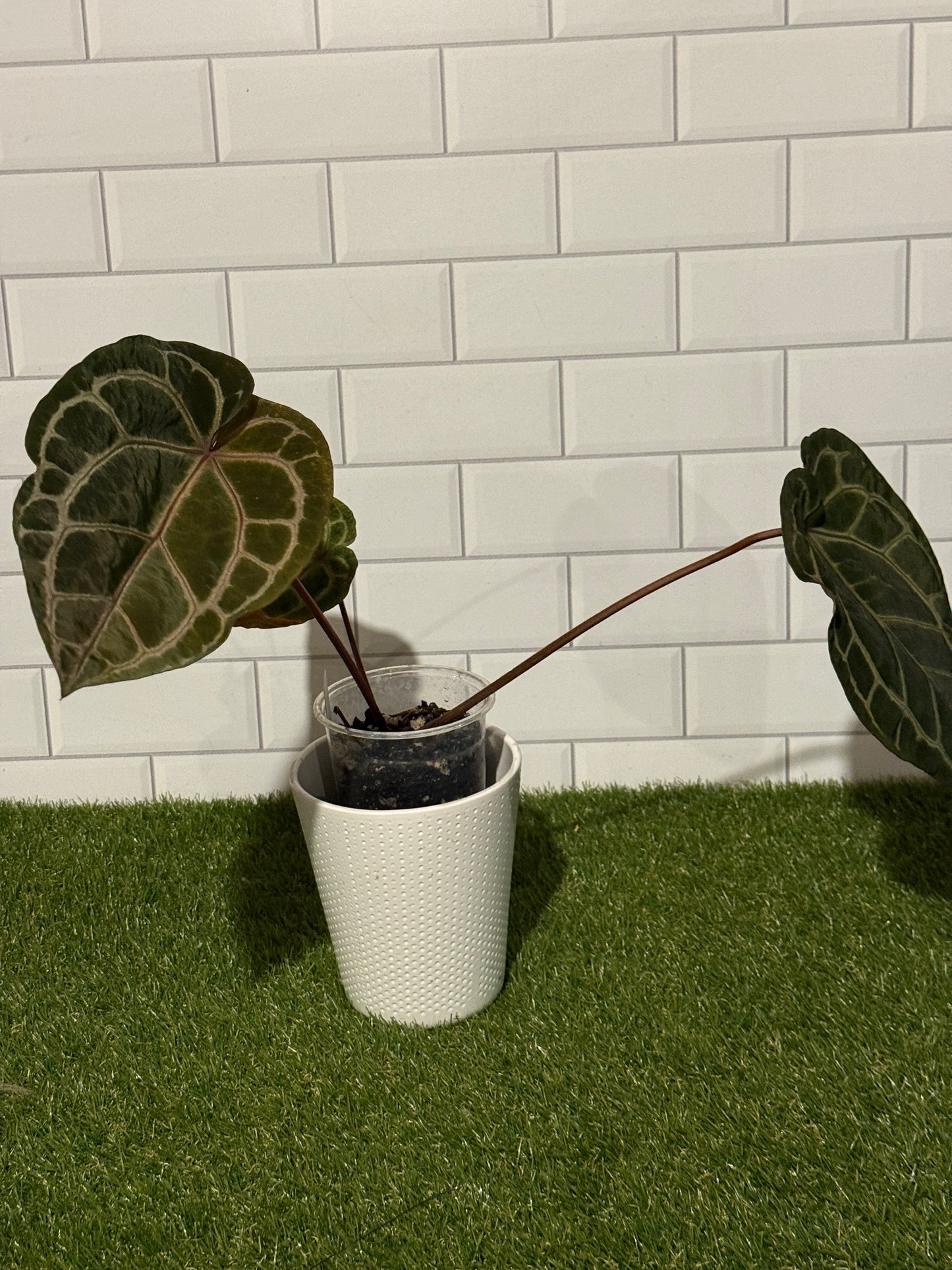 Anthurium Zara 3 x 33 VARIEGATED