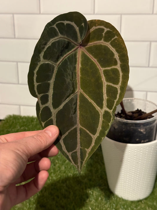 Anthurium Zara 3 x 33 VARIEGATED