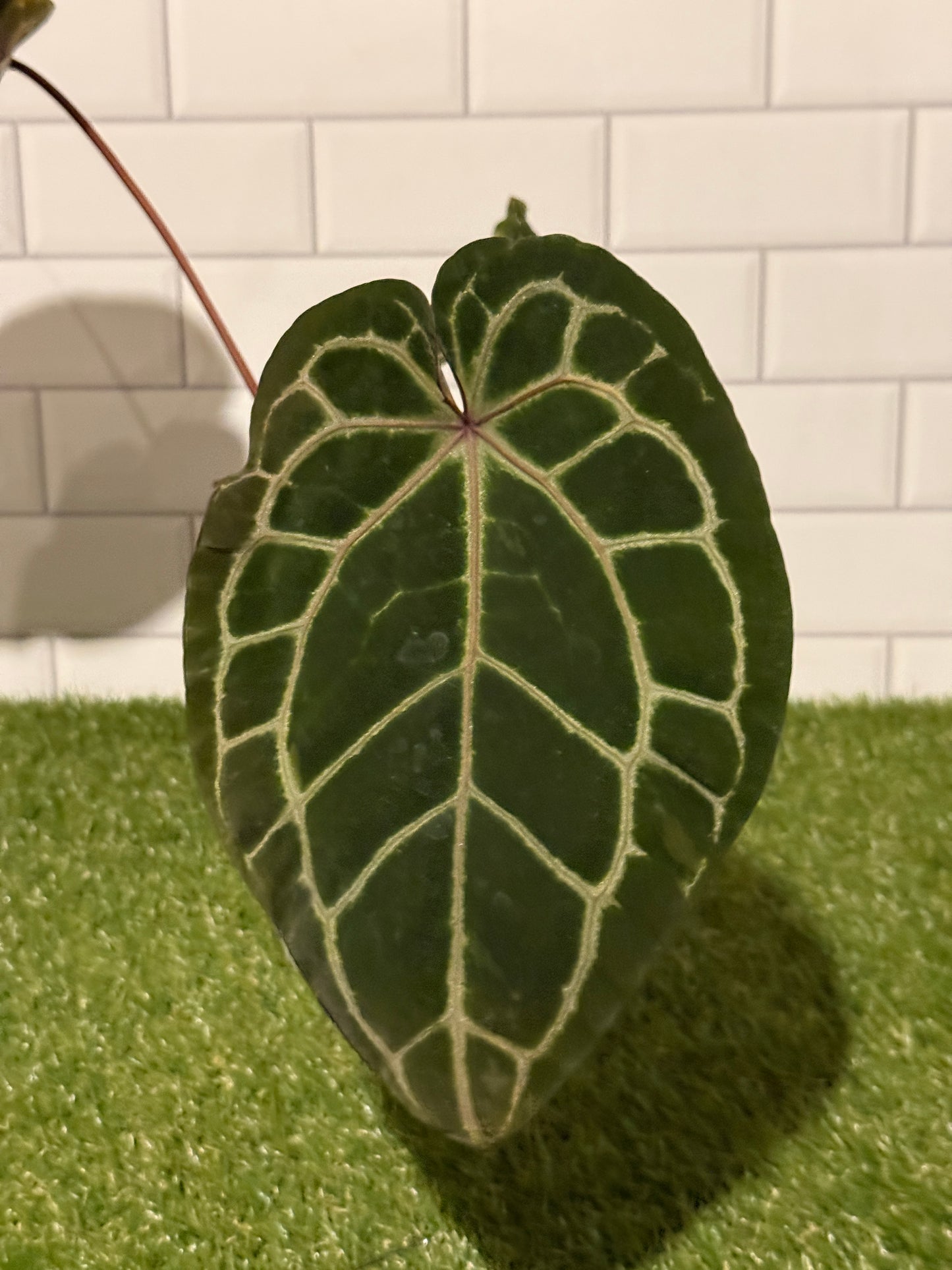 Anthurium Zara 3 x 33 VARIEGATED