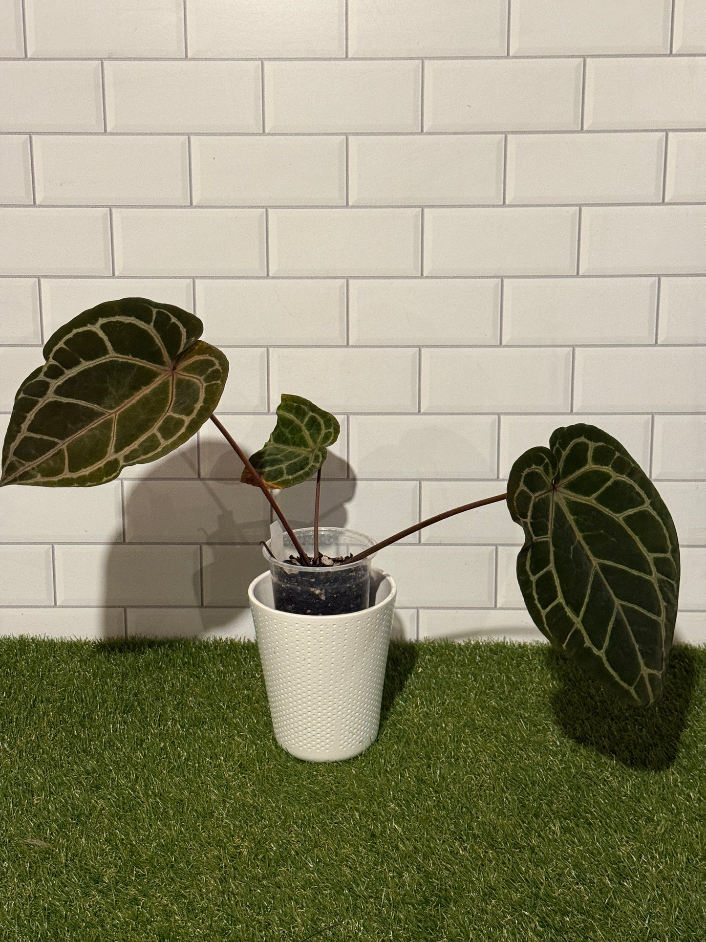 Anthurium Zara 3 x 33 VARIEGATED