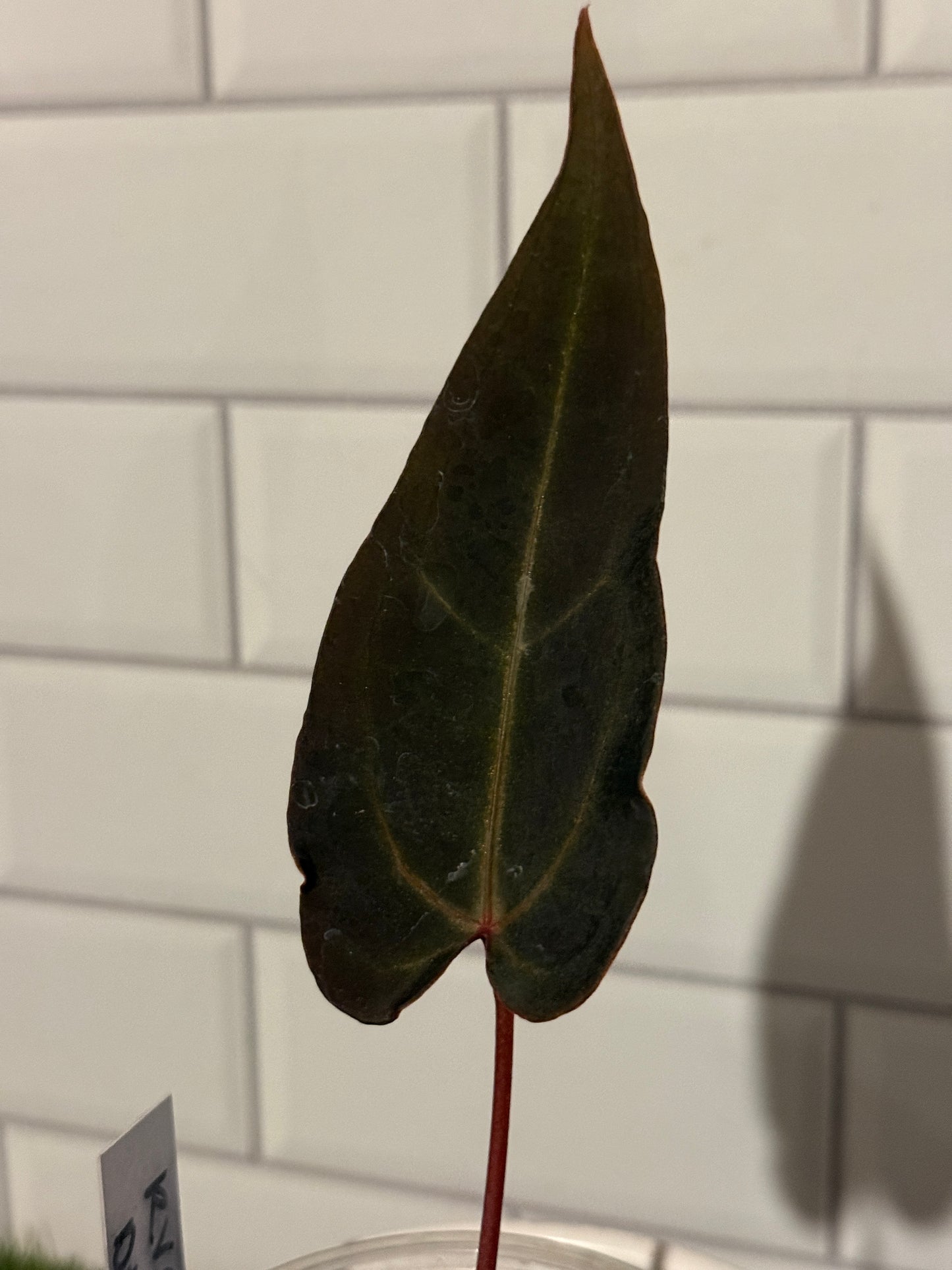 Anthurium Red Velvet Cake x Dark and Handsome