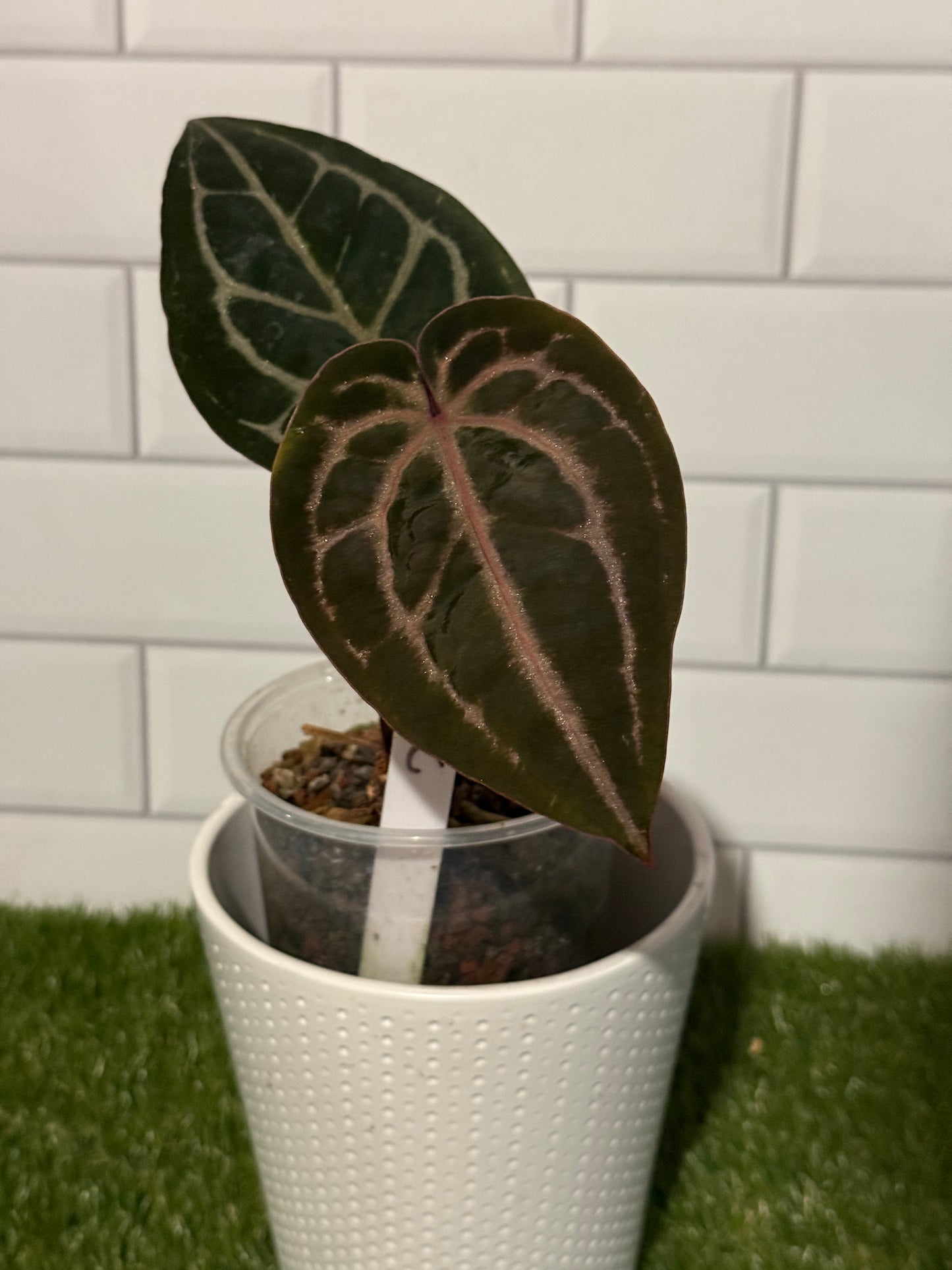 Anthurium Red Crystallinum