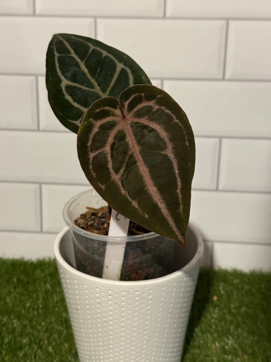 Anthurium Red Crystallinum