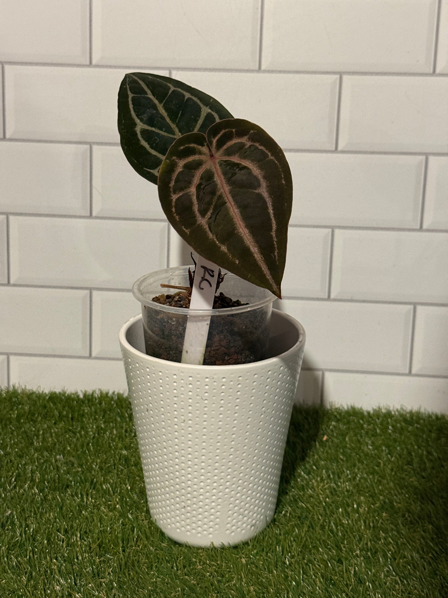 Anthurium Red Crystallinum
