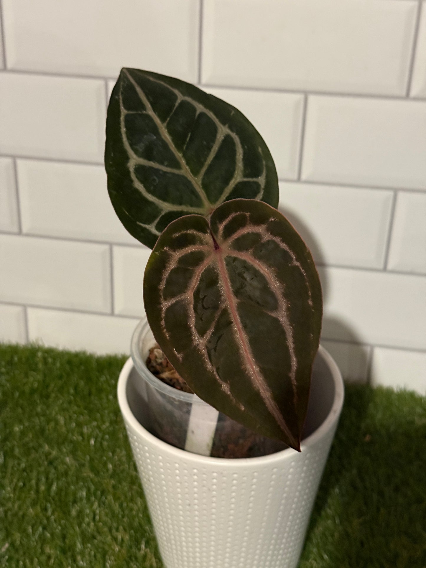 Anthurium Red Crystallinum