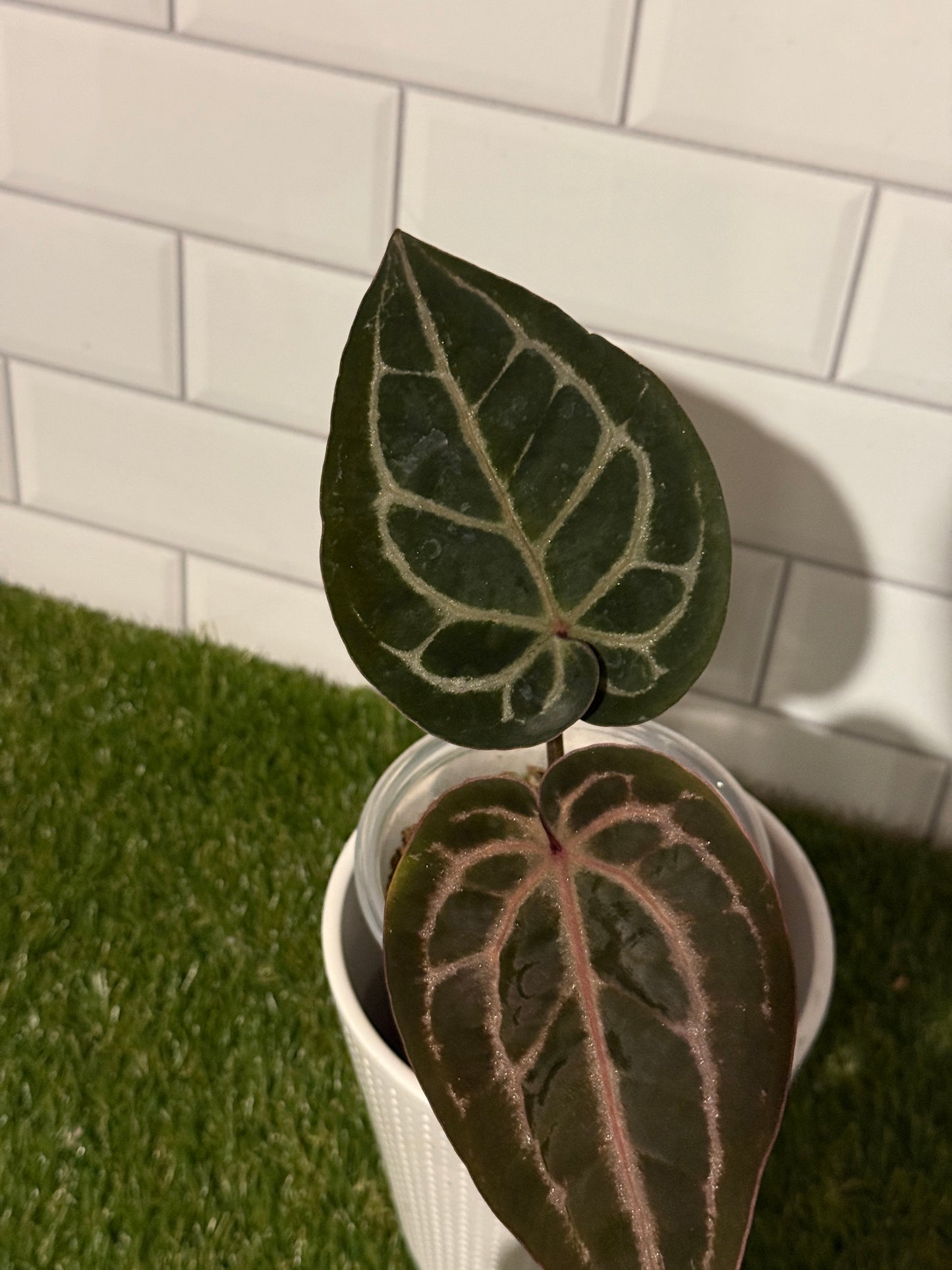 Anthurium Red Crystallinum