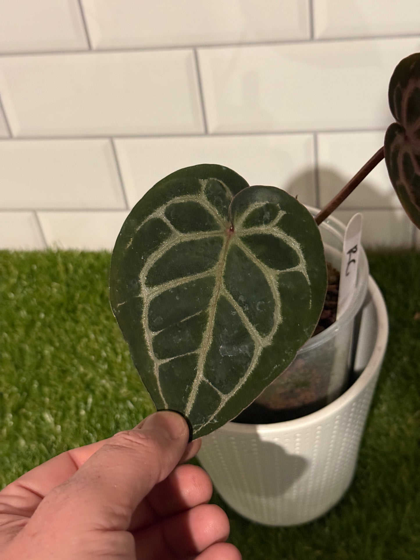 Anthurium Red Crystallinum