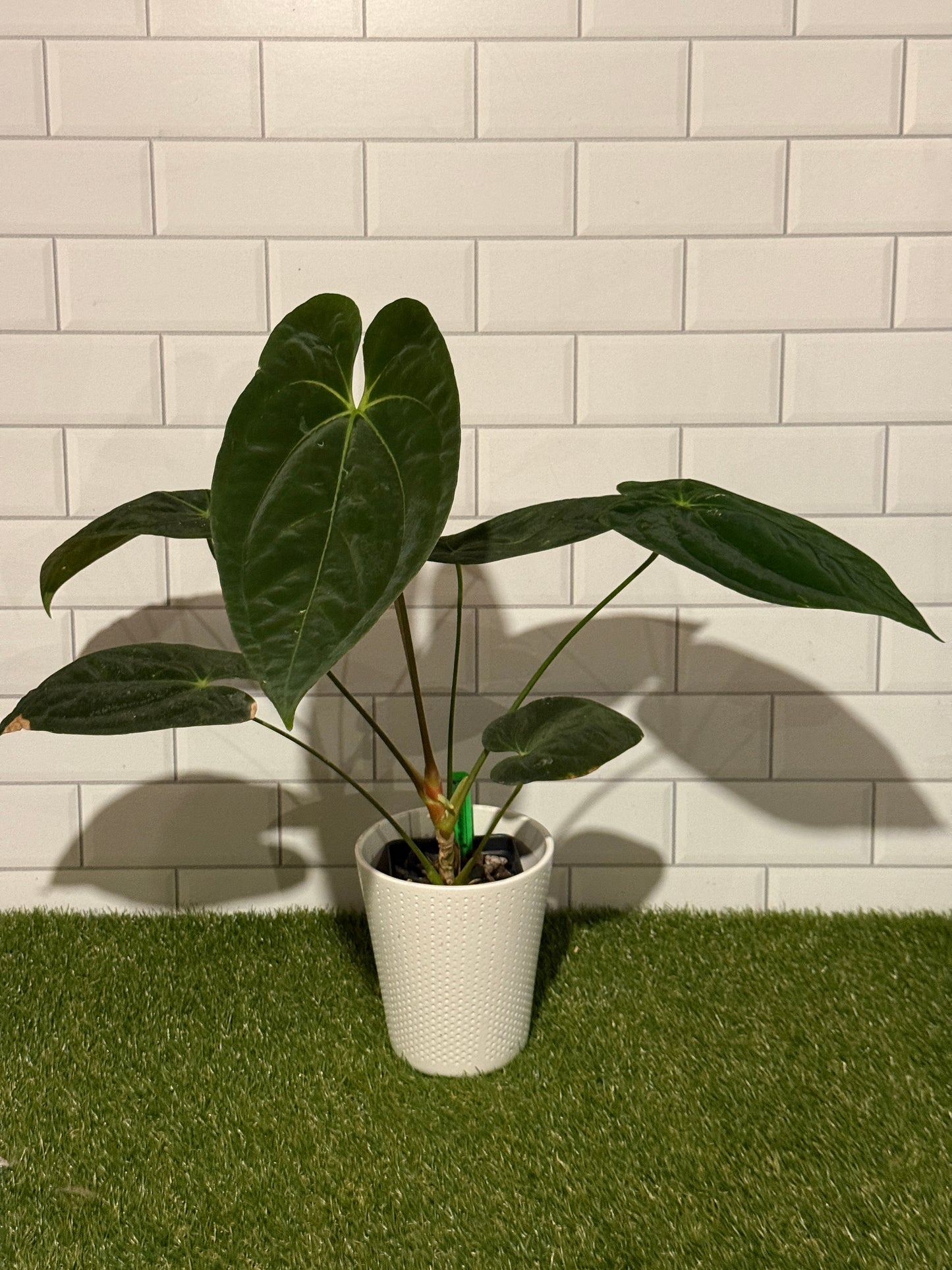 Anthurium papillilaminum 5 x 6
