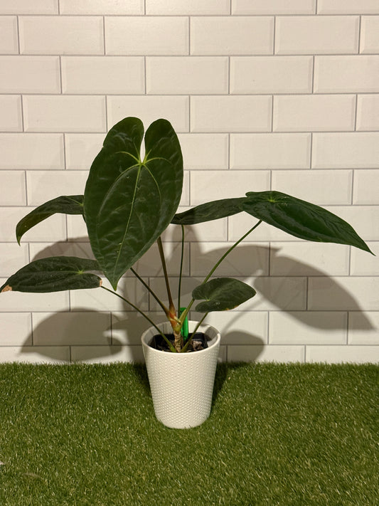 Anthurium papillilaminum 5 x 6