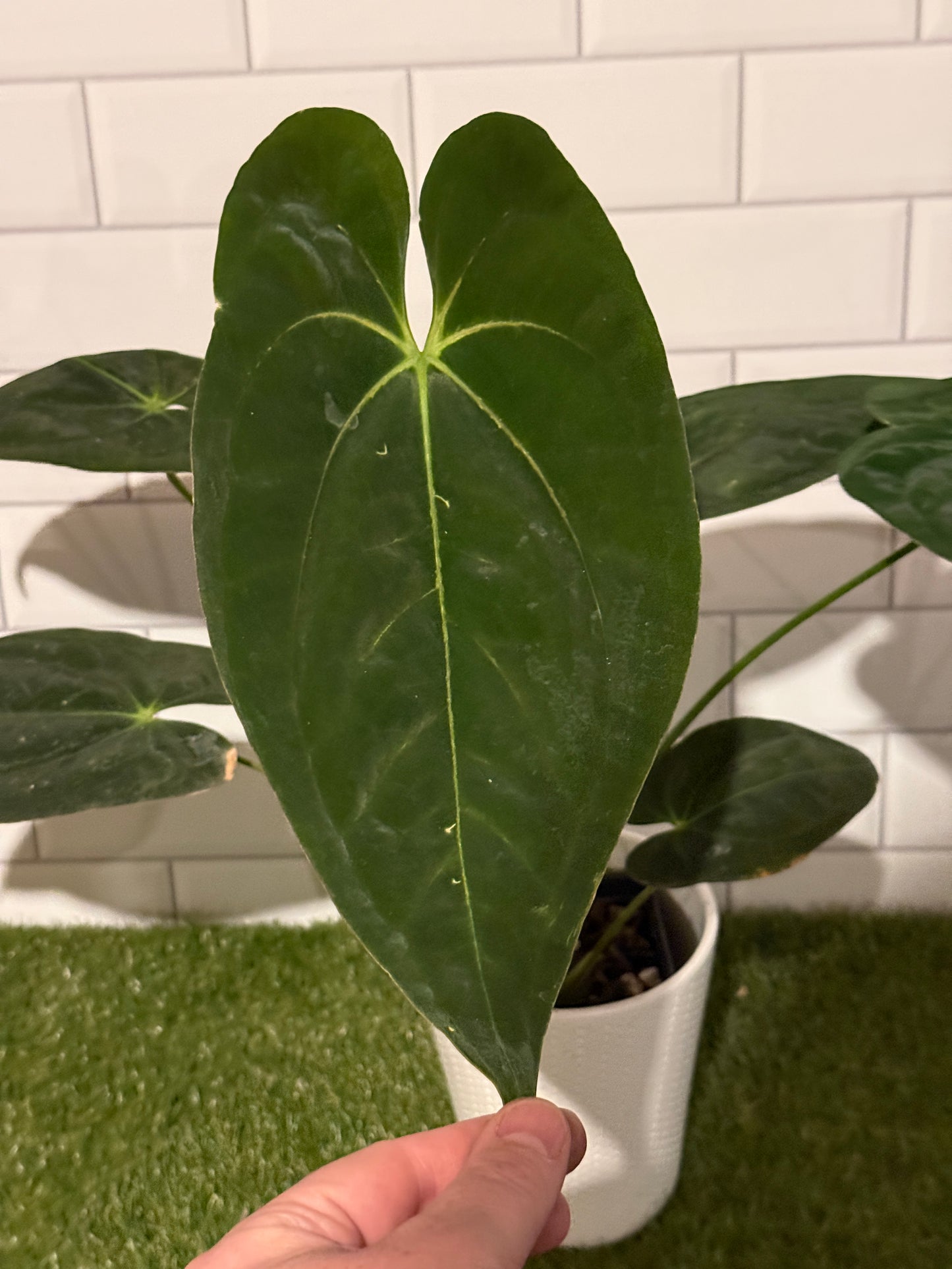 Anthurium papillilaminum 5 x 6