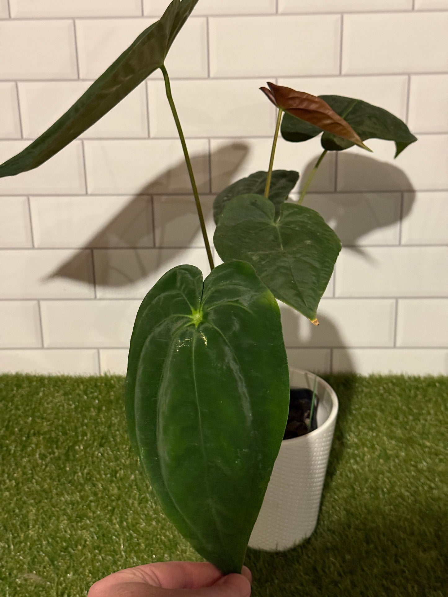 Anthurium papillilaminum 5 x 6