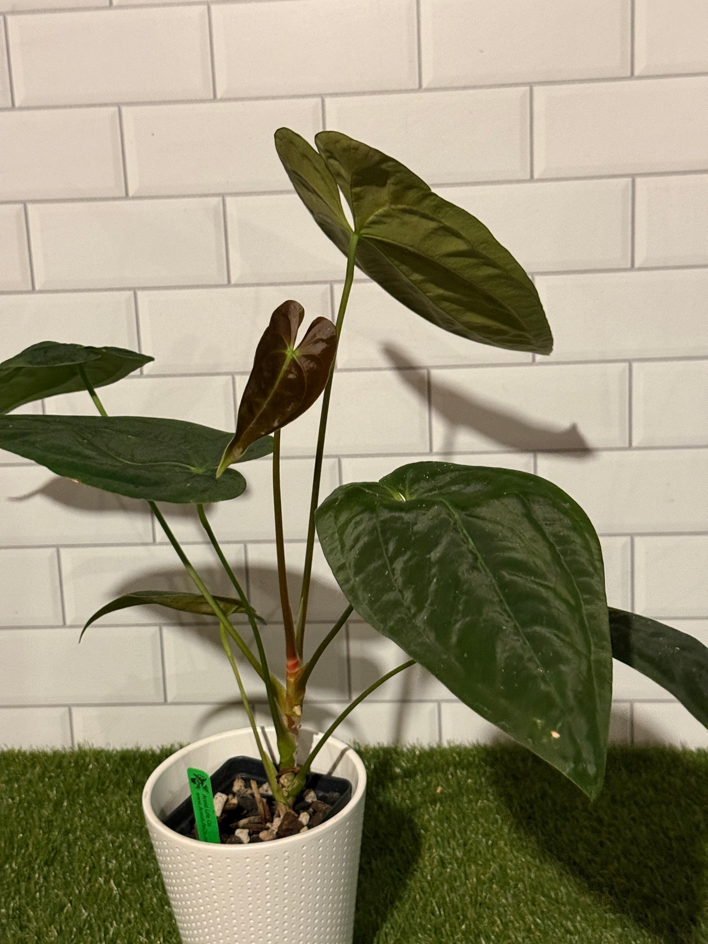 Anthurium papillilaminum 5 x 6
