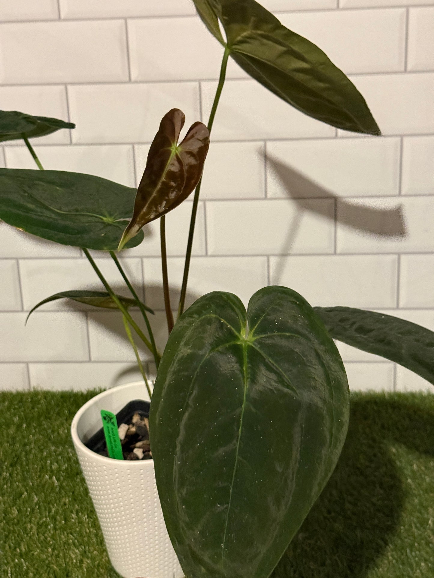 Anthurium papillilaminum 5 x 6