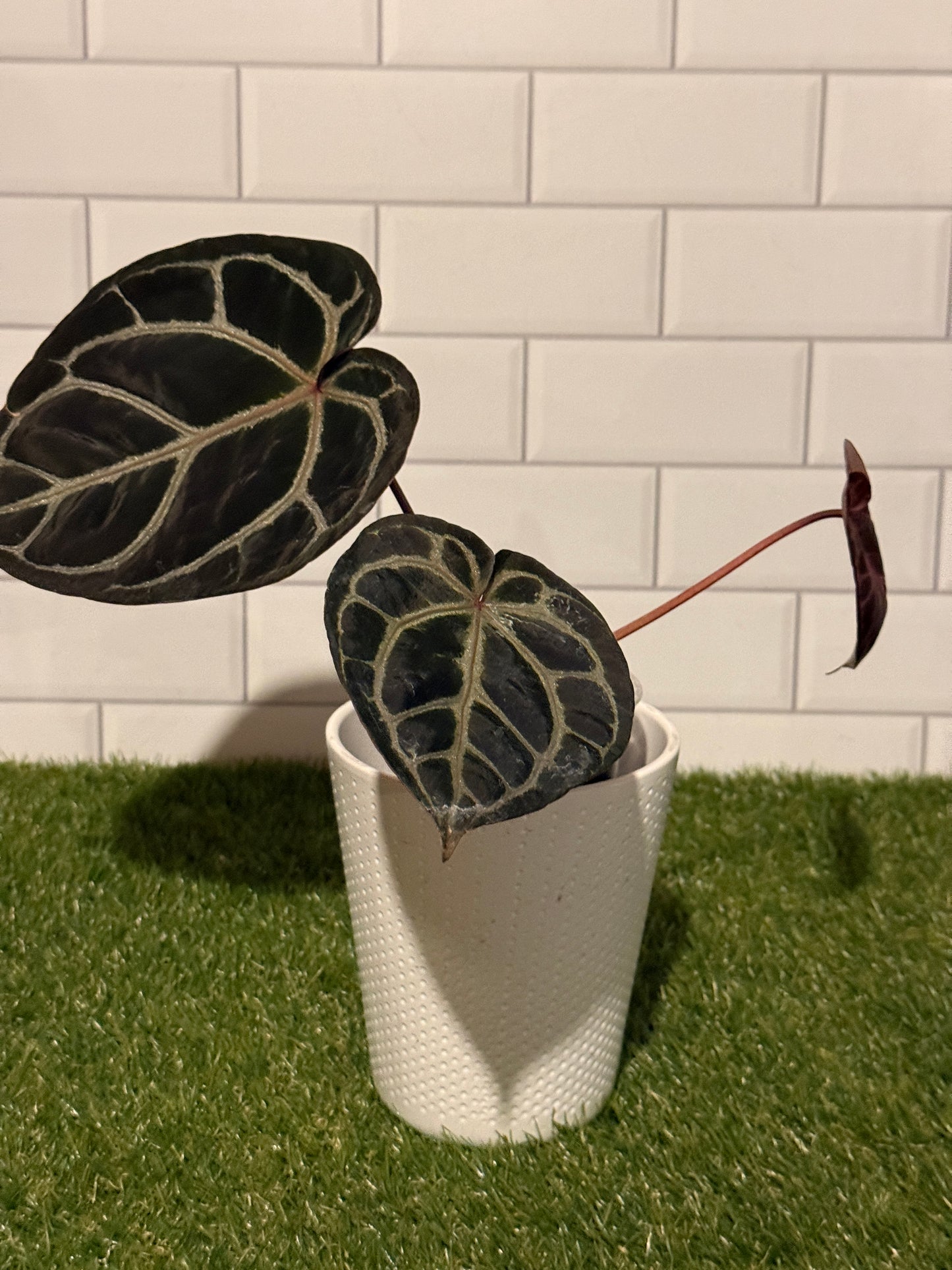 Anthurium Orange x Red Crystallinum