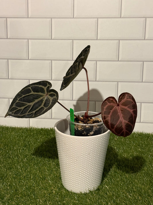 Anthurium Orange x Red Crystallinum