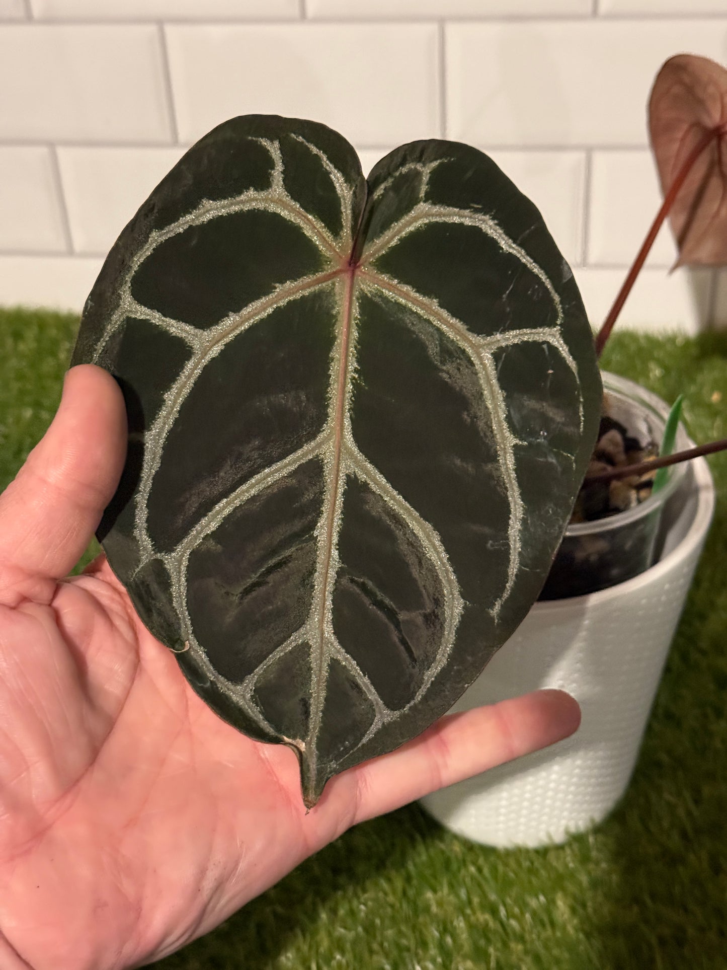Anthurium Orange x Red Crystallinum