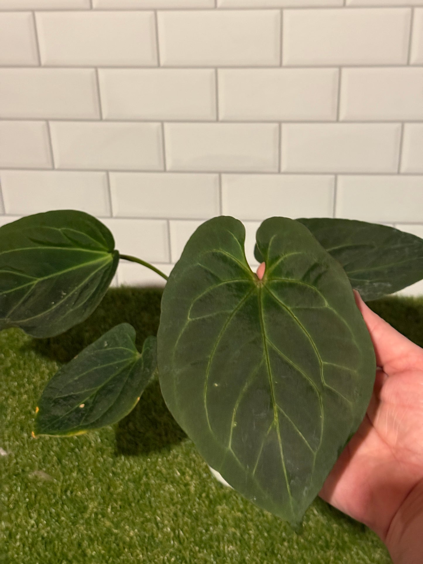 Anthurium HU fka King of Spades