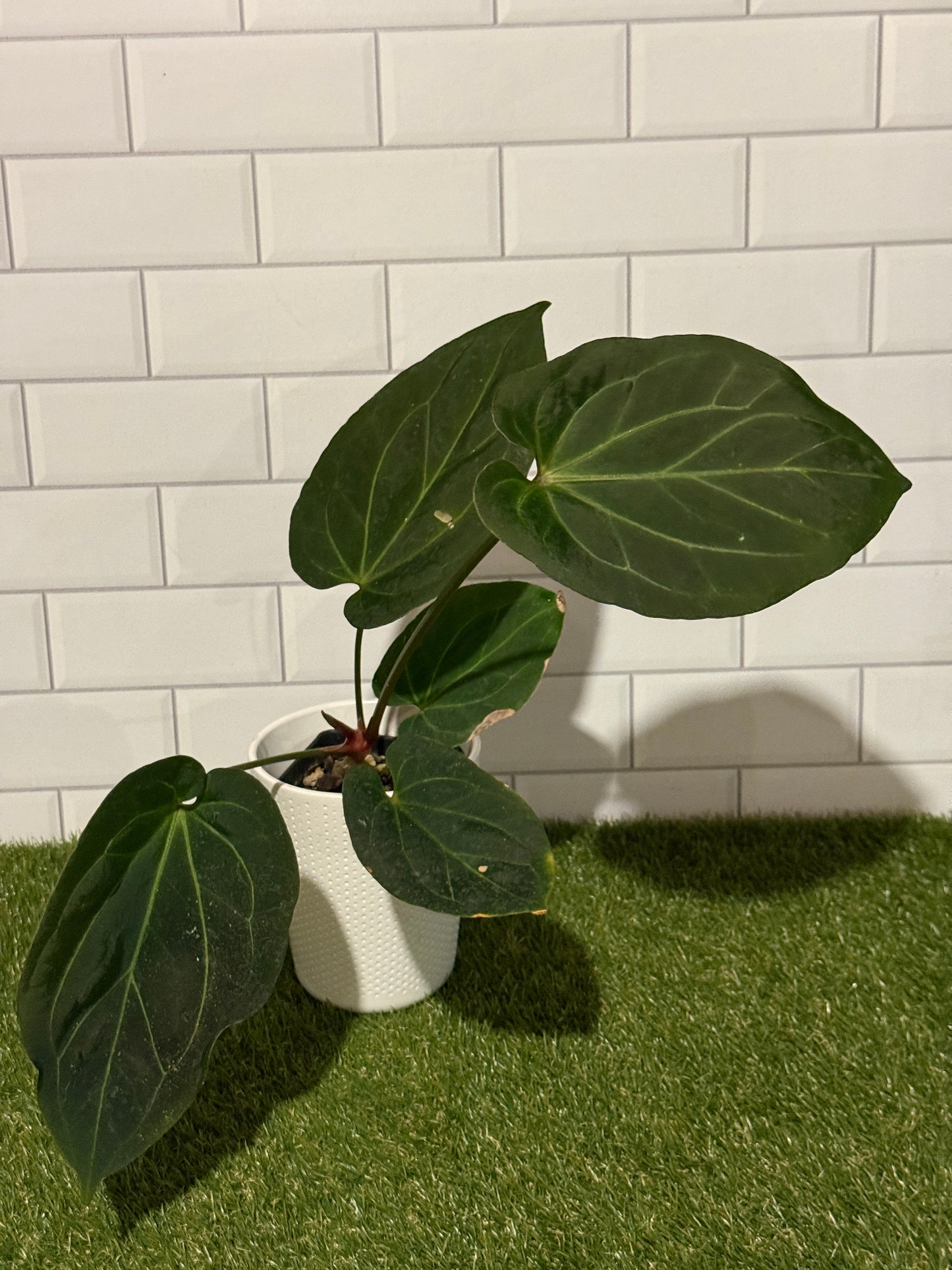 Anthurium HU fka King of Spades