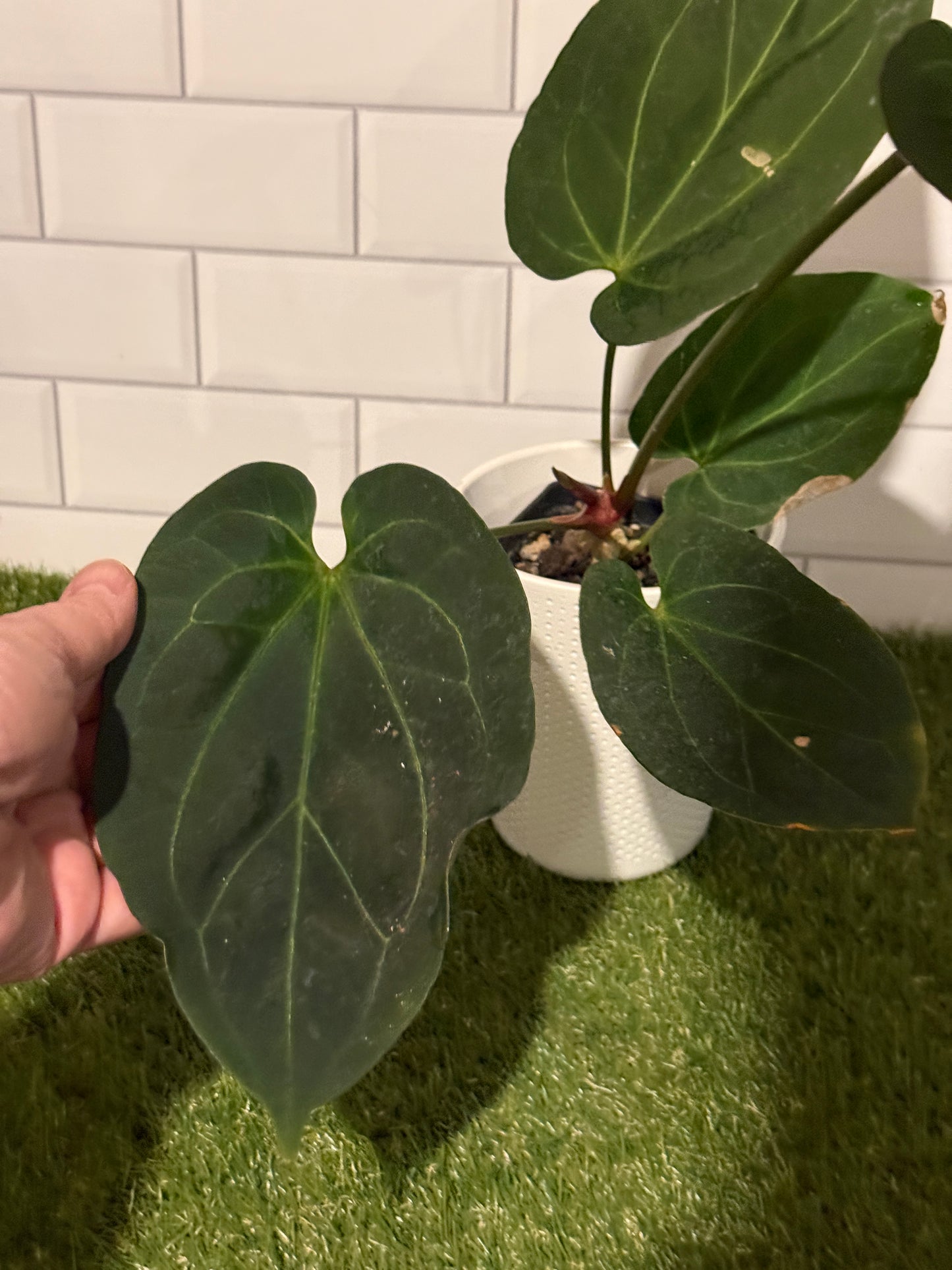 Anthurium HU fka King of Spades