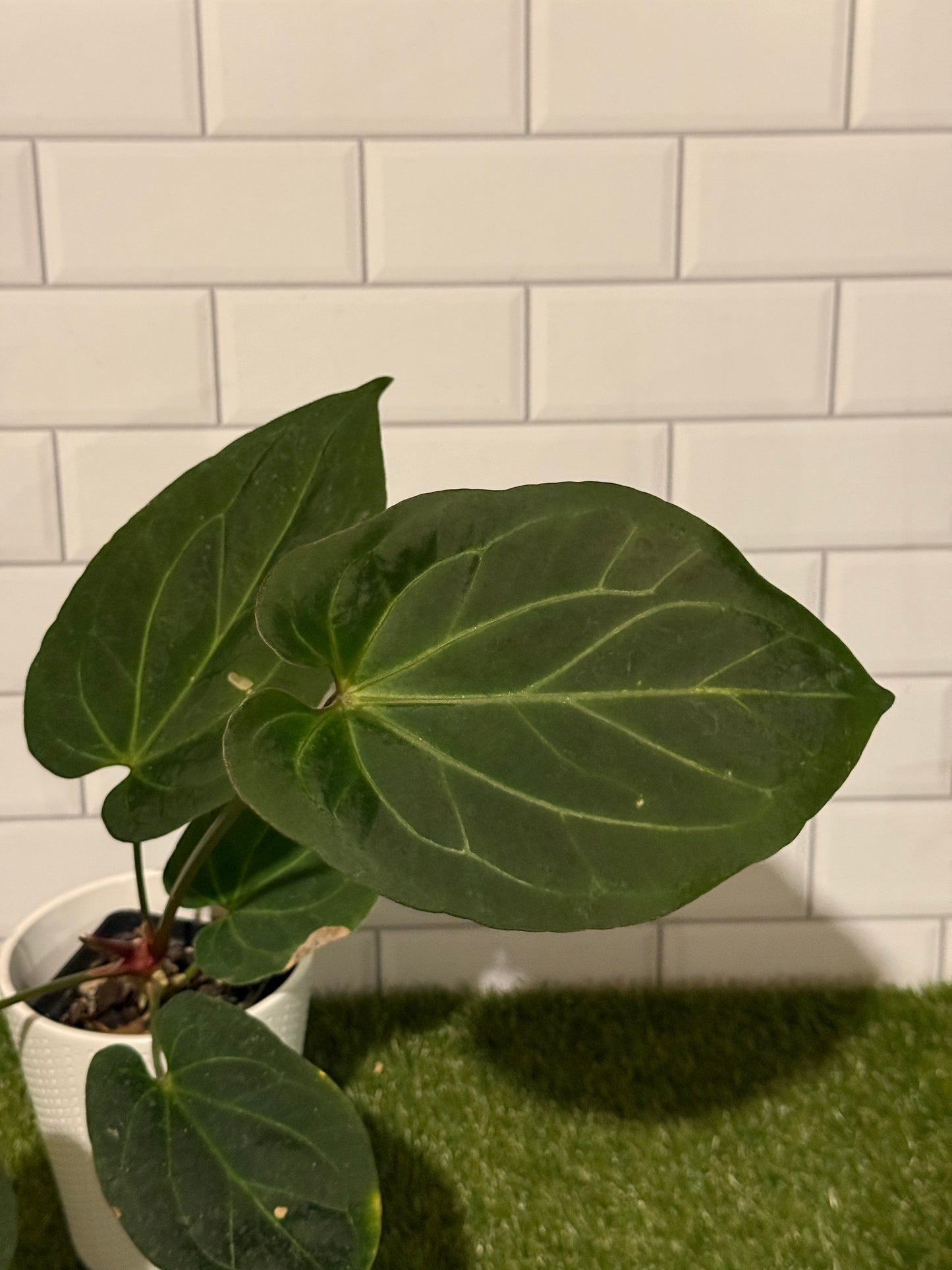 Anthurium HU fka King of Spades