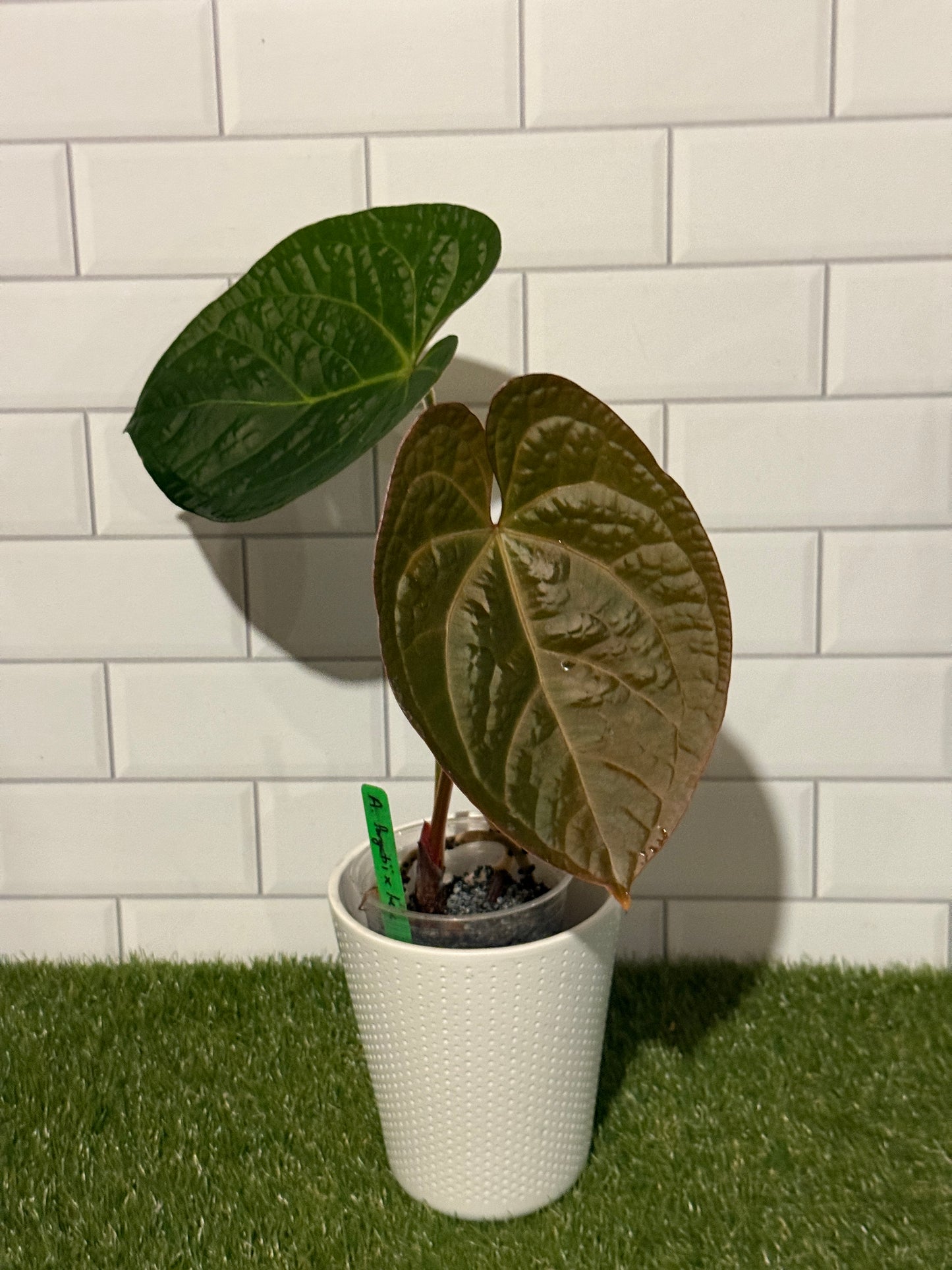 Anthurium forgetii x luxurians