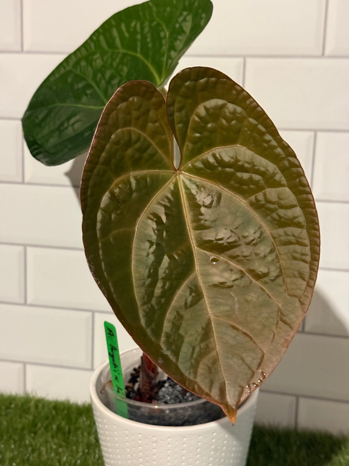 Anthurium forgetii x luxurians