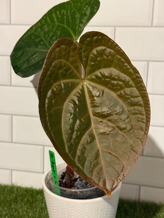 Anthurium forgetii x luxurians