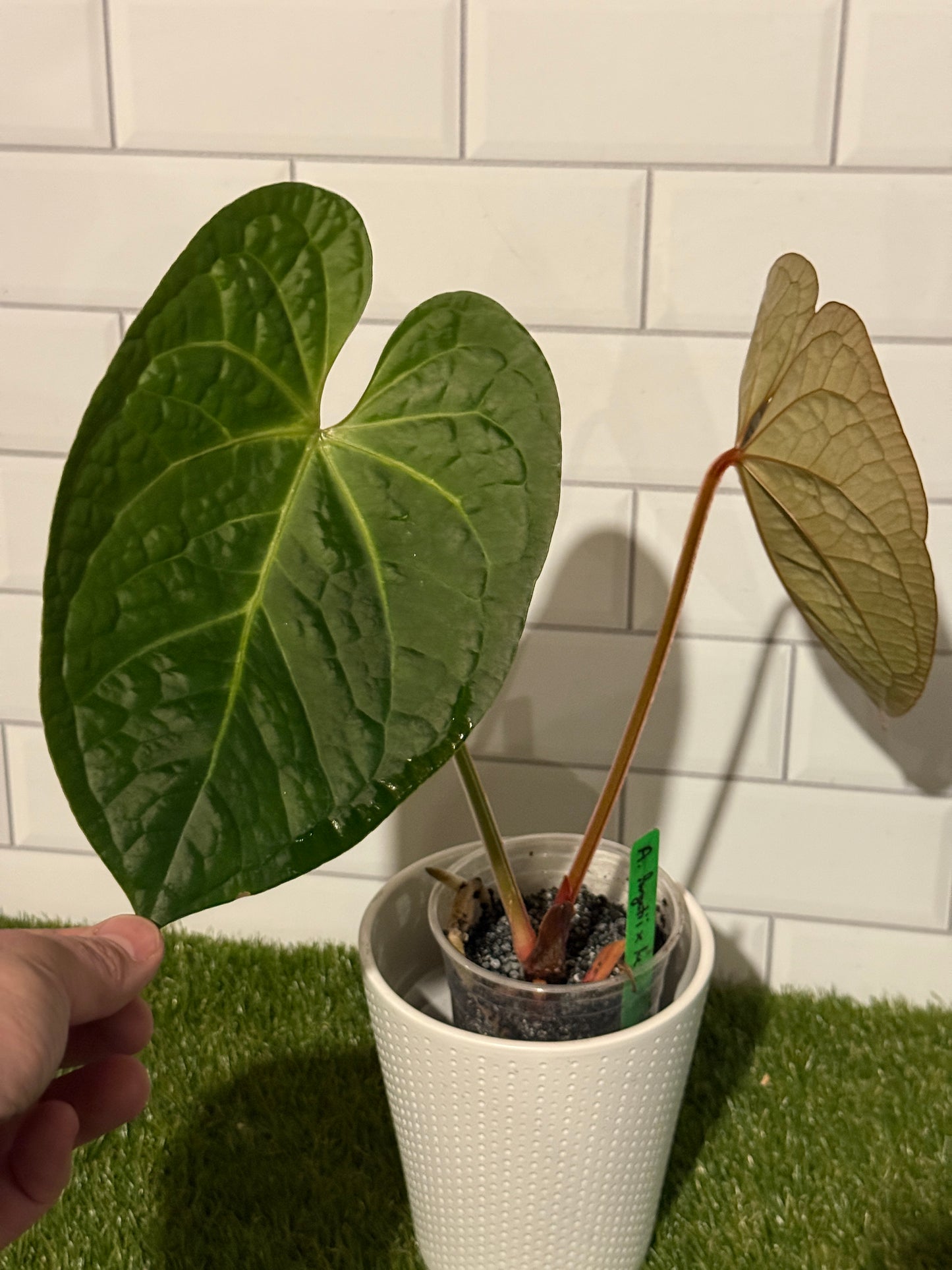 Anthurium forgetii x luxurians