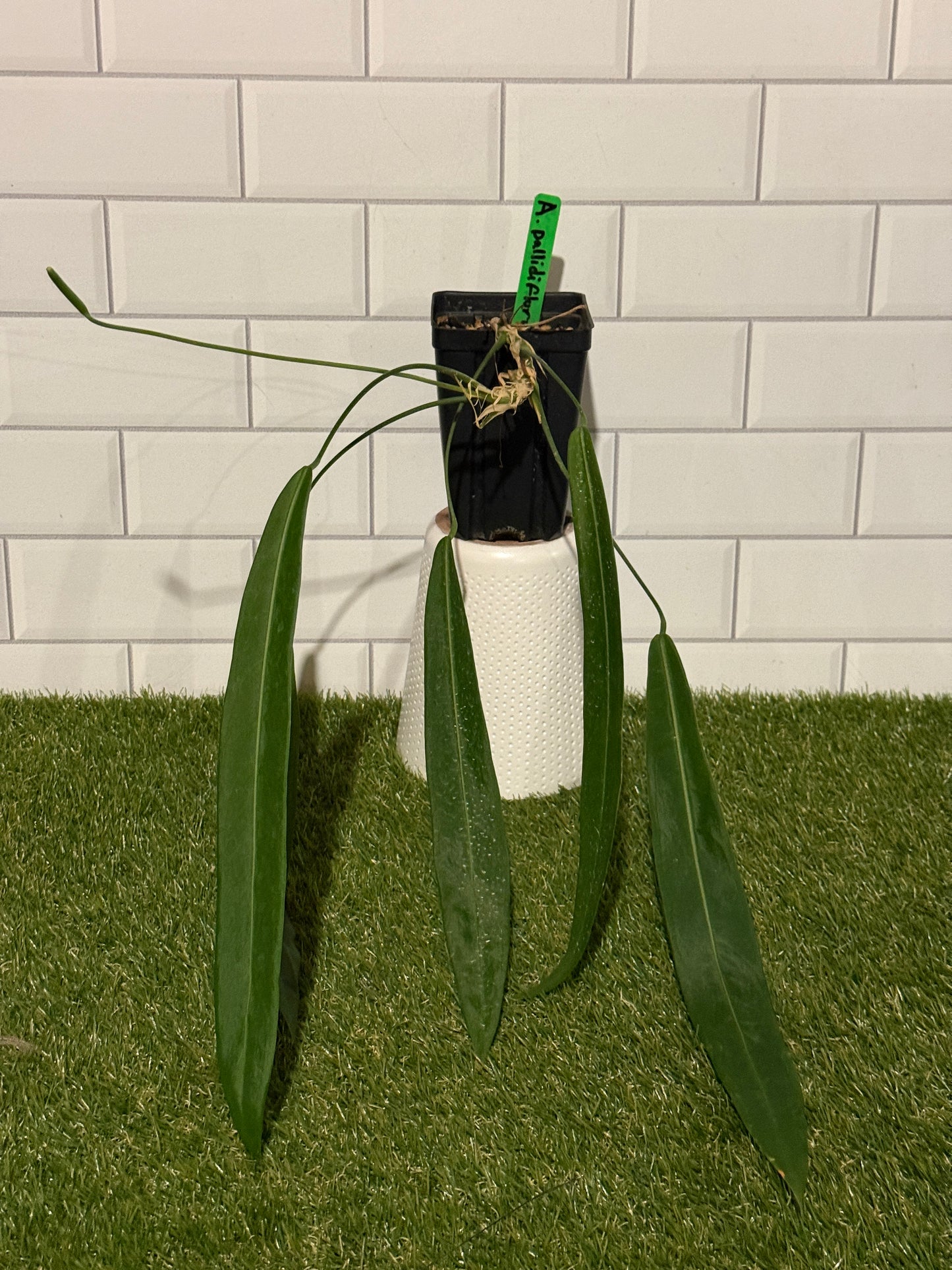 Anthurium pallidiflorum