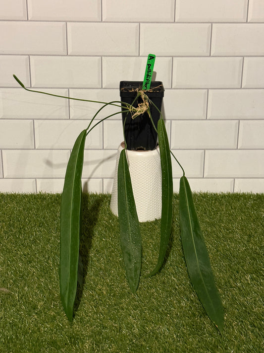 Anthurium pallidiflorum